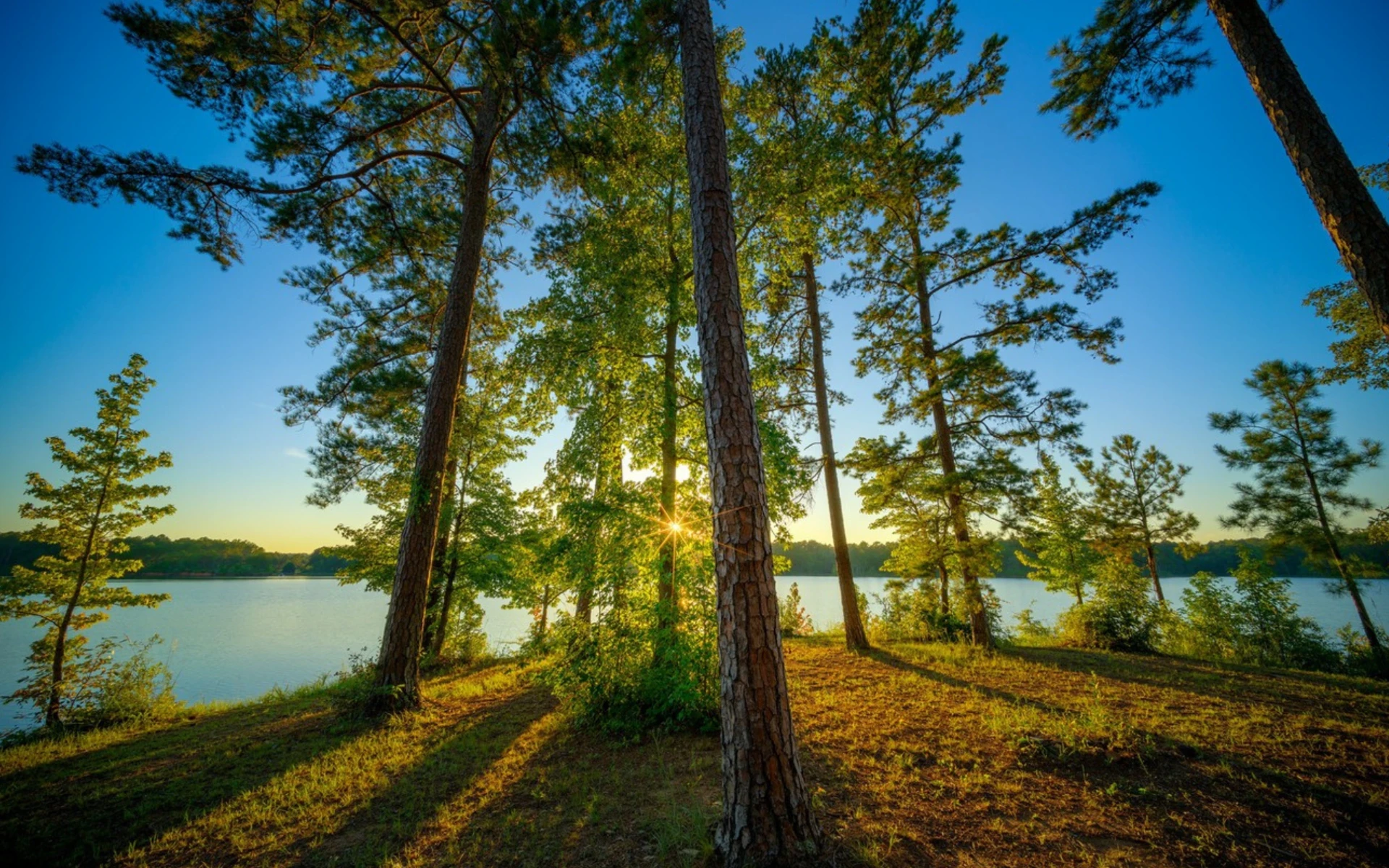 Wooded lakeshore at sunset