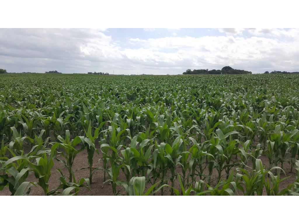 View of Land at 10xxx County Road 30, Howard Lake MN 55349, Howard Lake - Mike Wilen | Minnesota Team Real Estate