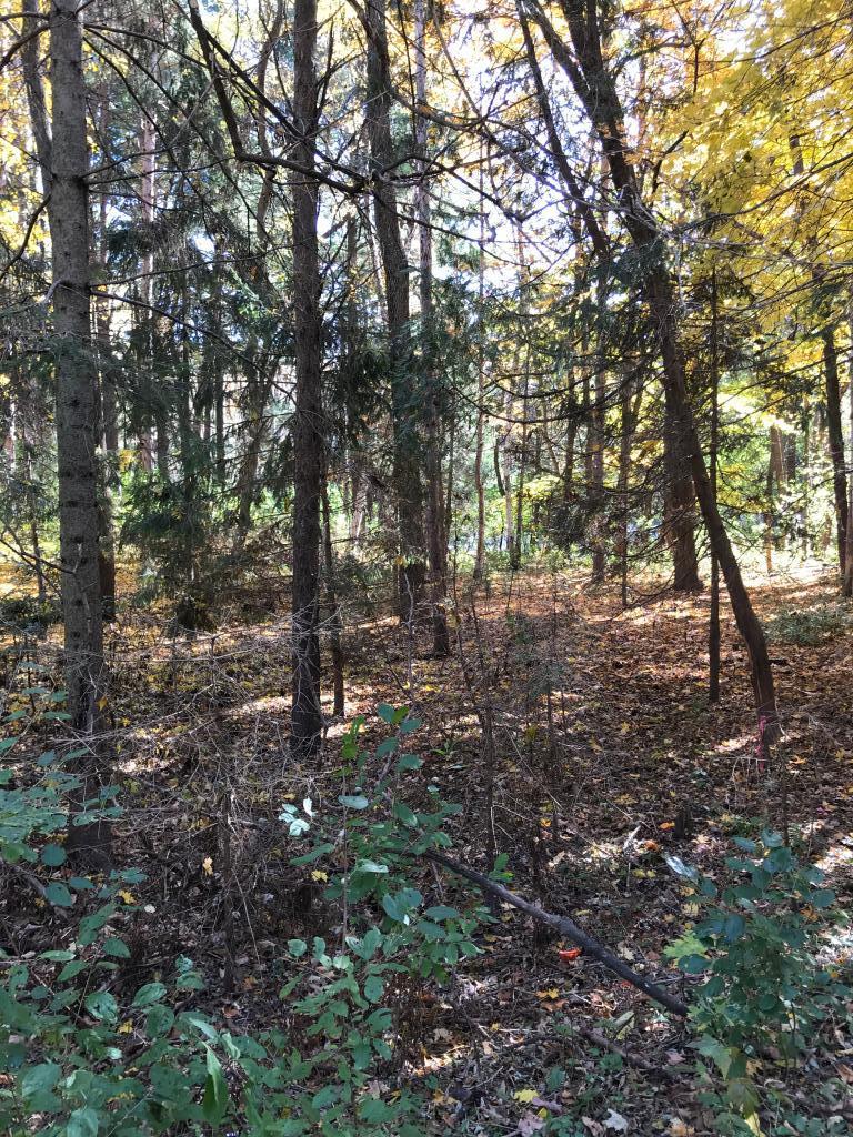 View of Land at 2307 Byrnes Road, Hopkins MN 55305, Hopkins - Mike Wilen | Minnesota Team Real Estate