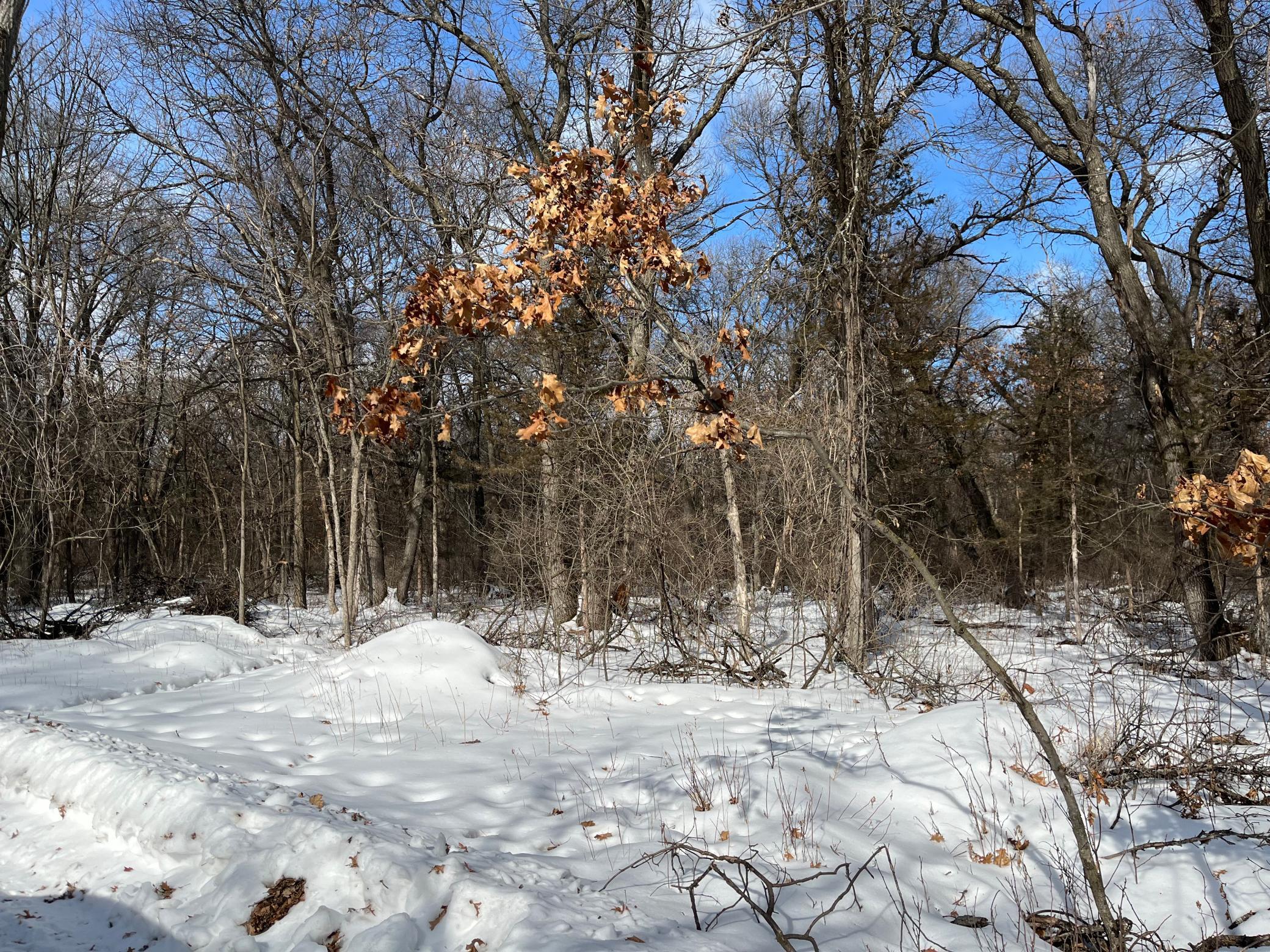 View of Land at XXXX 32nd Avenue, Clear Lake MN 55319, Clear Lake - Mike Wilen | Minnesota Team Real Estate