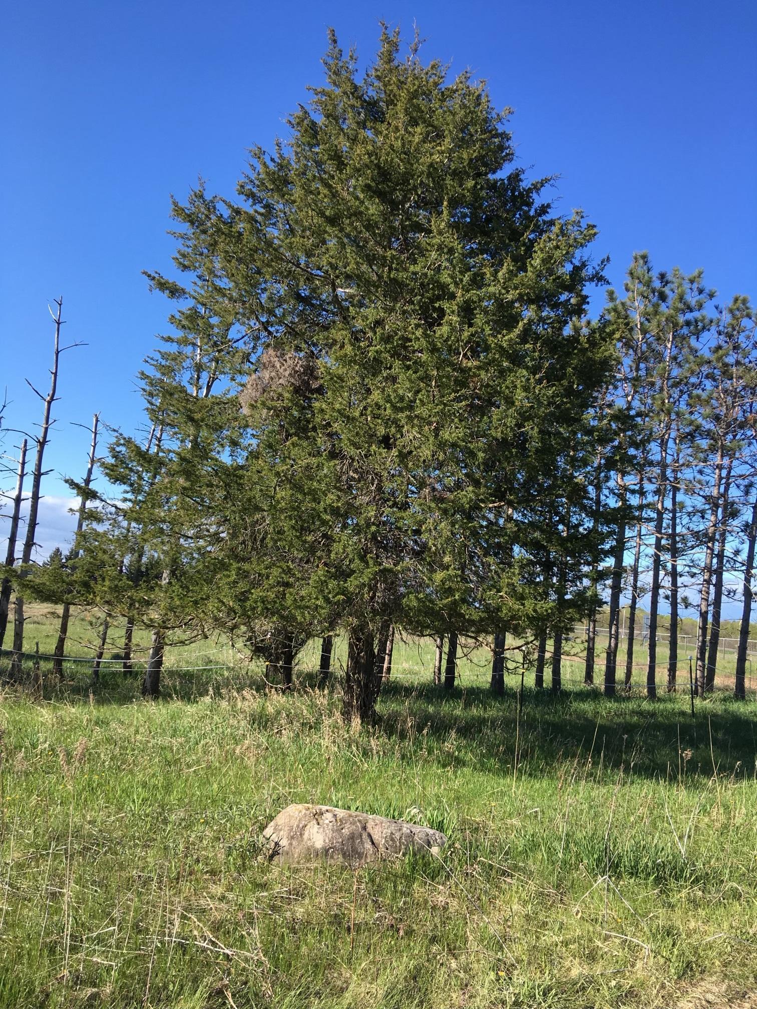 View of Land at Lot2 of 5293 240th Street, Forest Lake MN 55025, Forest Lake - Mike Wilen | Minnesota Team Real Estate