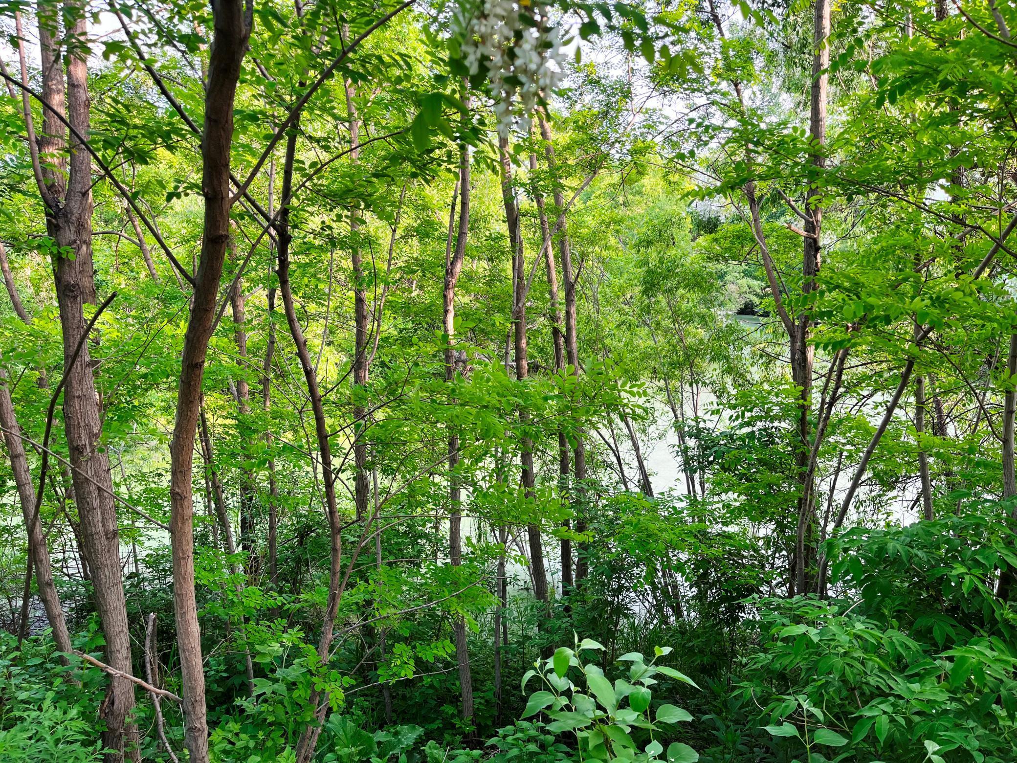 View of Residential at 1988 Siefert Street, Chaska MN 55318, Chaska - Mike Wilen | Minnesota Team Real Estate