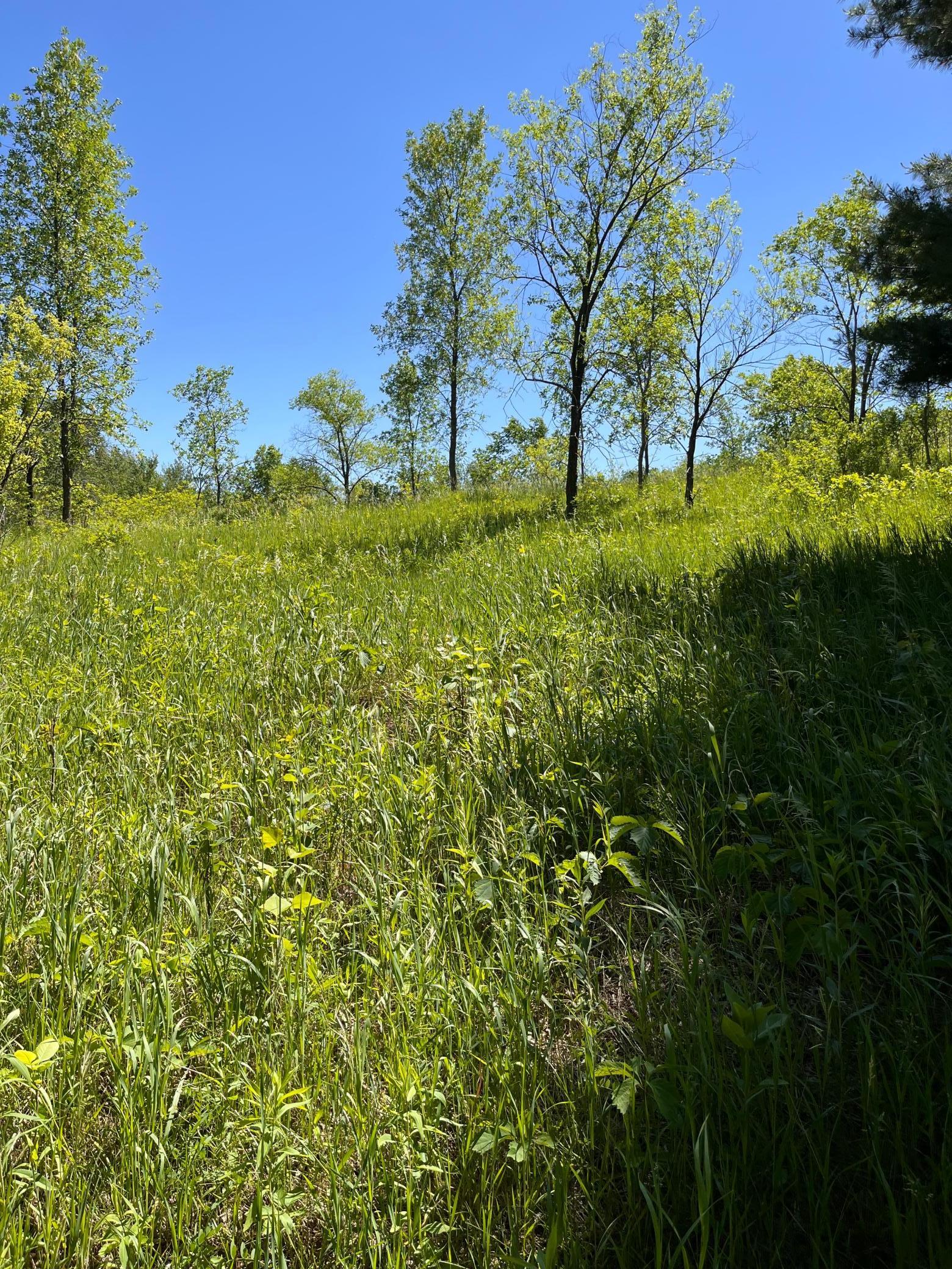 View of Land at 36060 Verdin Street, Cambridge MN 55040, Cambridge - Mike Wilen | Minnesota Team Real Estate