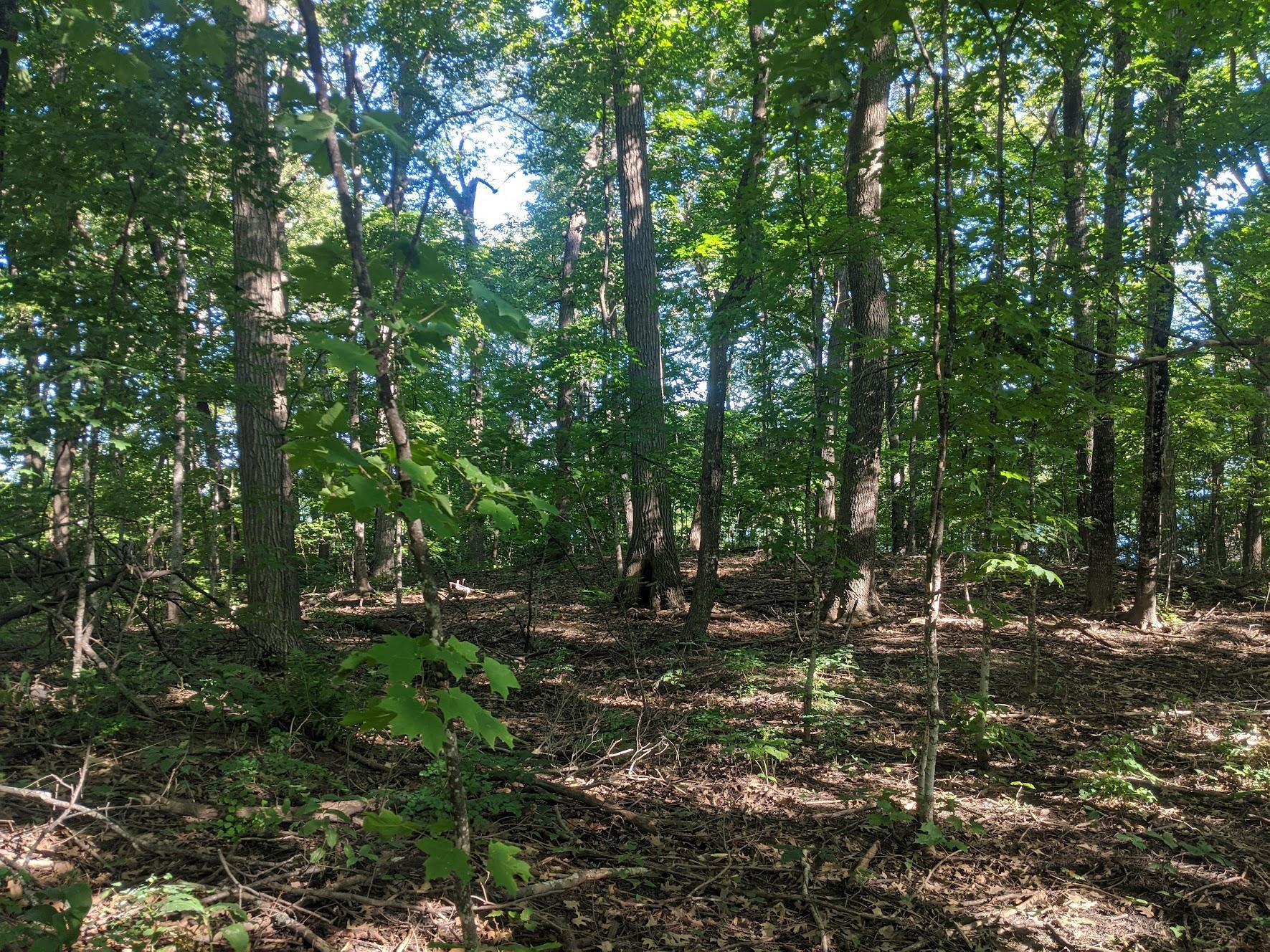 View of Land at 46XXX Lazy Loop, Garrison MN 56450, Garrison - Mike Wilen | Minnesota Team Real Estate
