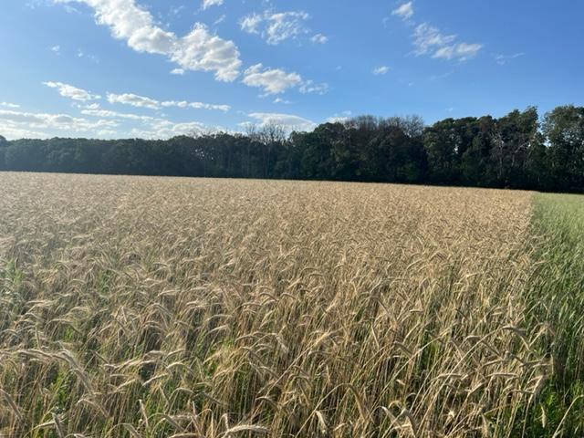 View of Land at xxx 294th Avenue, Princeton MN 55371, Princeton - Mike Wilen | Minnesota Team Real Estate