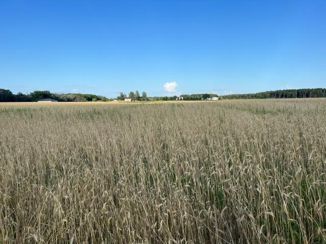 View of Land at xxx 144th Street, Princeton MN 55371, Princeton - Mike Wilen | Minnesota Team Real Estate