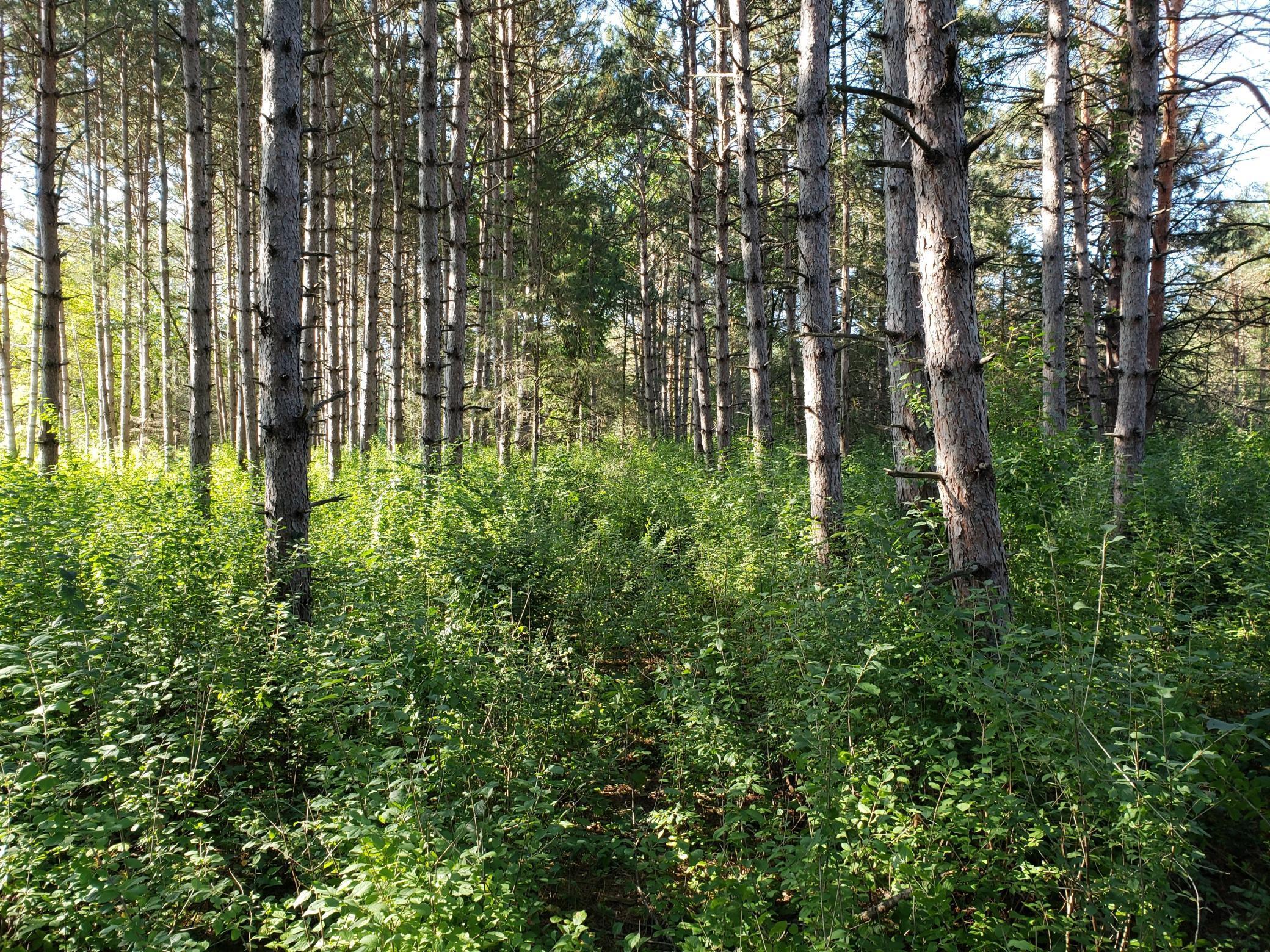 View of Land at xxx2 5th Street, Lakeland MN 55043, Lakeland - Mike Wilen | Minnesota Team Real Estate