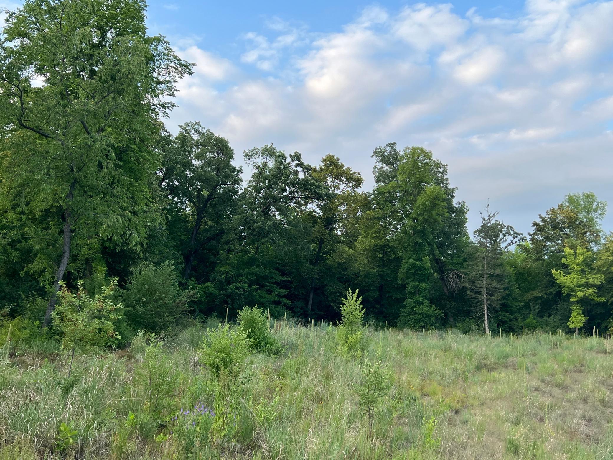 View of Land at L10 B1 54th Street, Clear Lake MN 55319, Clear Lake - Mike Wilen | Minnesota Team Real Estate