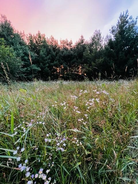 View of Land at XXXX 170th Street, Milaca MN 56353, Milaca - Mike Wilen | Minnesota Team Real Estate