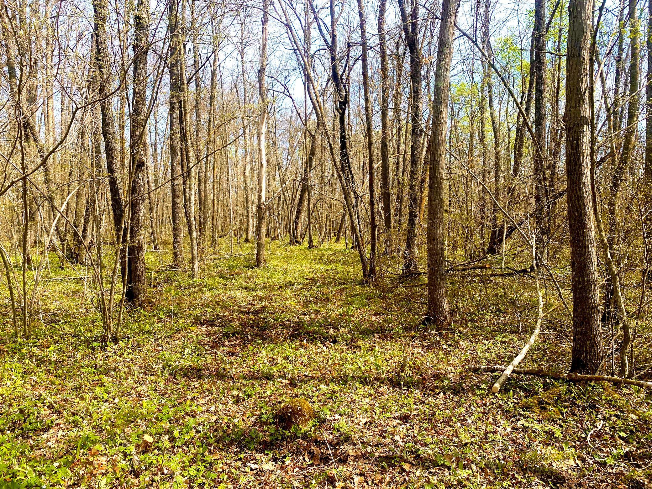 View of Land at TBD-20AC 320th Street, Isle MN 56342, Isle - Mike Wilen | Minnesota Team Real Estate