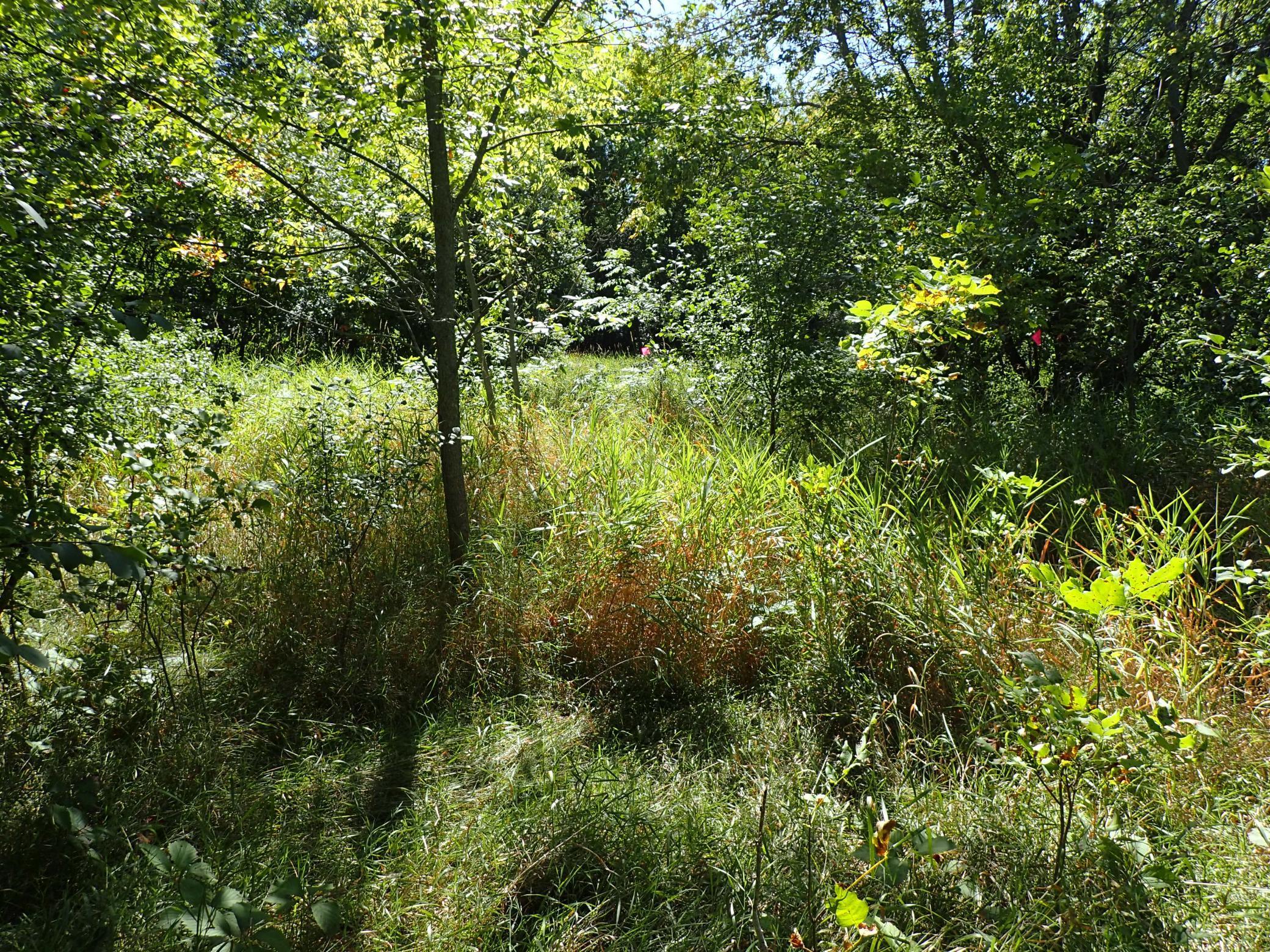 View of Land at XXX 65th Street, Howard Lake MN 55349, Howard Lake - Mike Wilen | Minnesota Team Real Estate