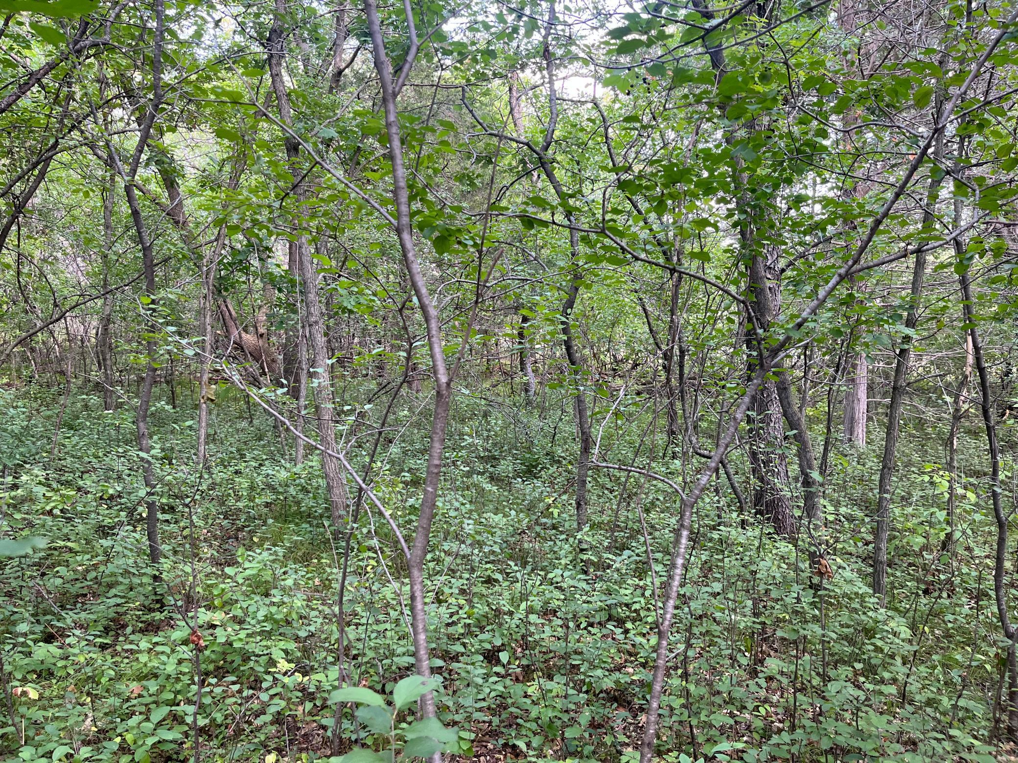 View of Land at 23xxx 182nd Street, Big Lake MN 55309, Big Lake (6 of 8) - Mike Wilen | Minnesota Team Real Estate