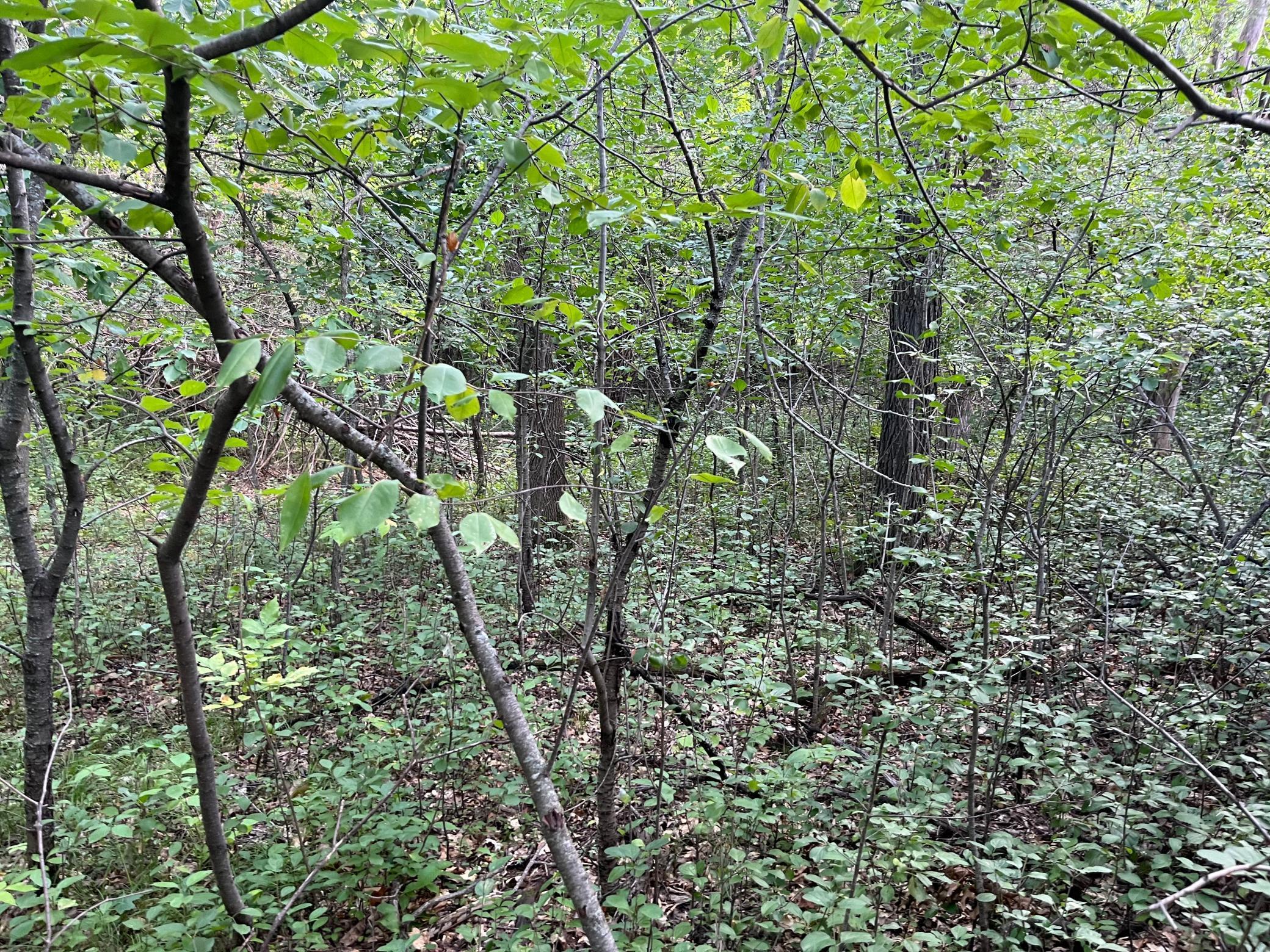 View of Land at 23xxx 182nd Street, Big Lake MN 55309, Big Lake (5 of 8) - Mike Wilen | Minnesota Team Real Estate