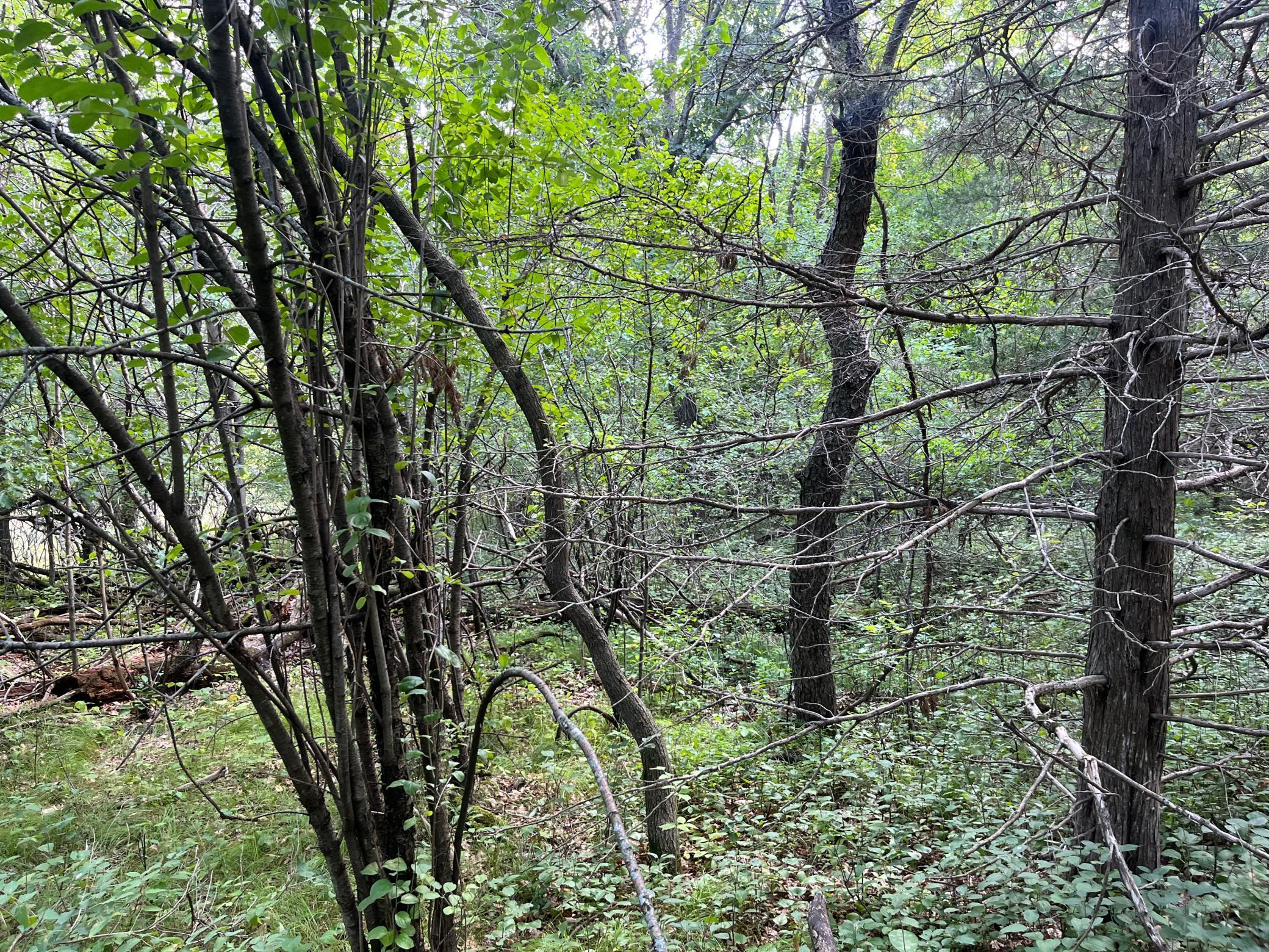 View of Land at 23xxx 182nd Street, Big Lake MN 55309, Big Lake (4 of 8) - Mike Wilen | Minnesota Team Real Estate