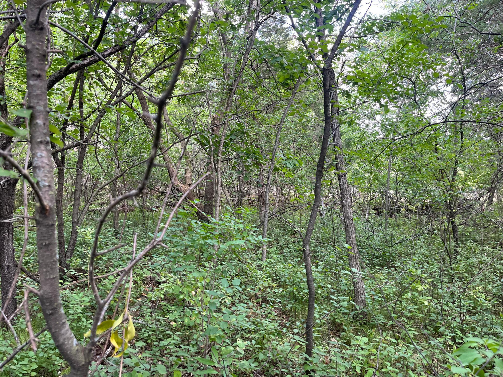 View of Land at 23xxx 182nd Street, Big Lake MN 55309, Big Lake (3 of 8) - Mike Wilen | Minnesota Team Real Estate