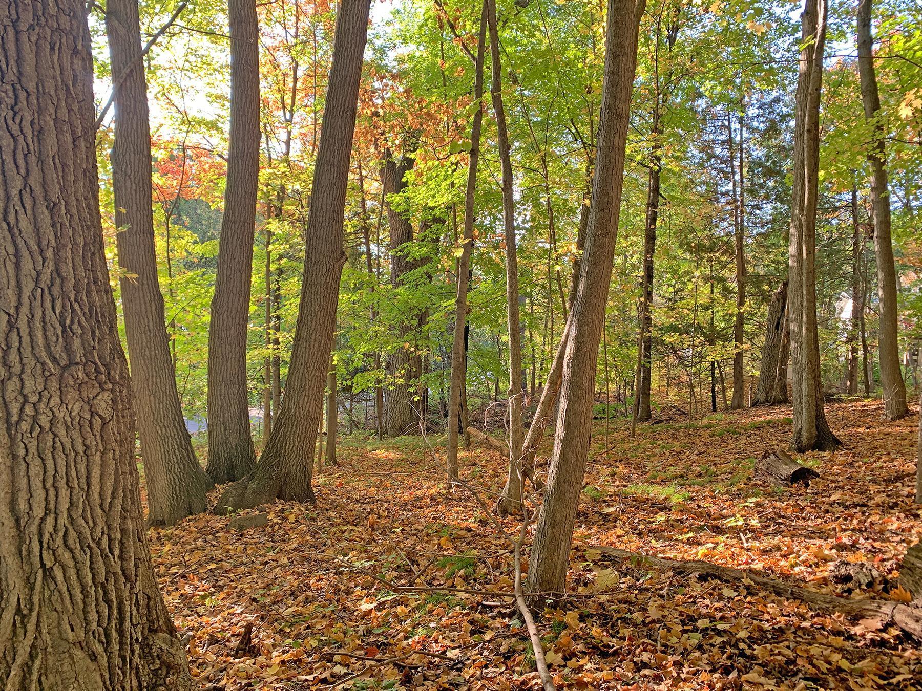 View of Land at XX Folsom Street, Taylors Falls MN 55084, Taylors Falls - Mike Wilen | Minnesota Team Real Estate
