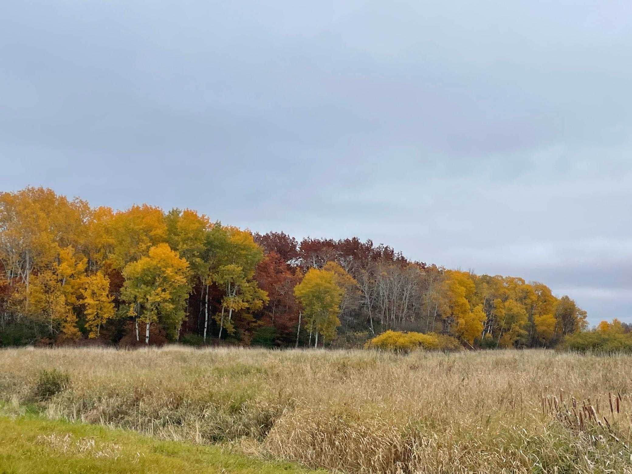View of Land at xxx 85th Street, Milaca MN 56353, Milaca - Mike Wilen | Minnesota Team Real Estate