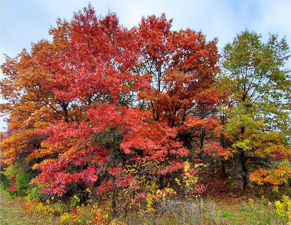 View of Land at 39935 Hornsby Avenue, North Branch MN 55056, North Branch - Mike Wilen | Minnesota Team Real Estate