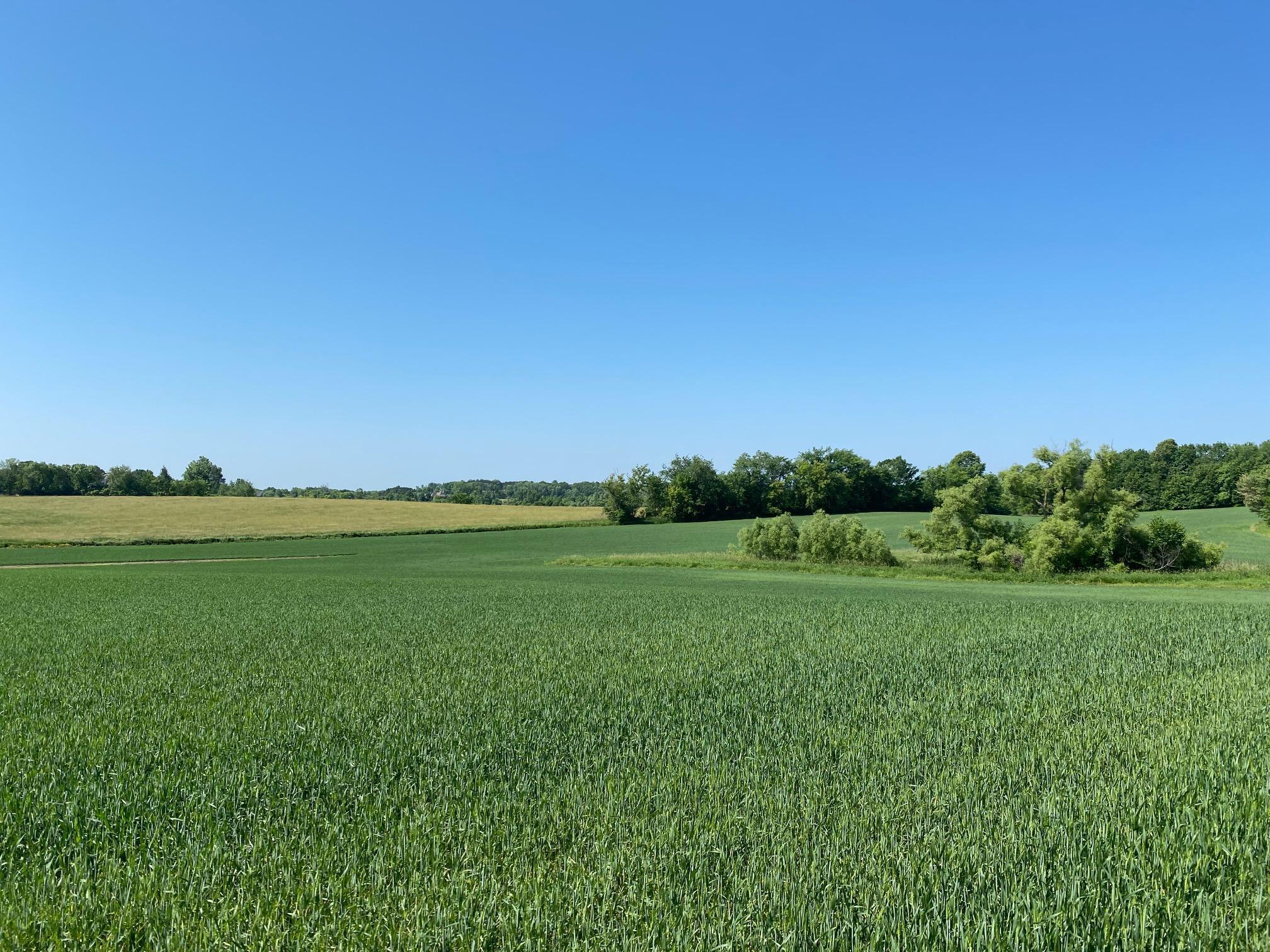 View of Land at 2535 Pioneer Trail, Medina MN 55340, Medina (13 of 16) - Mike Wilen | Minnesota Team Real Estate
