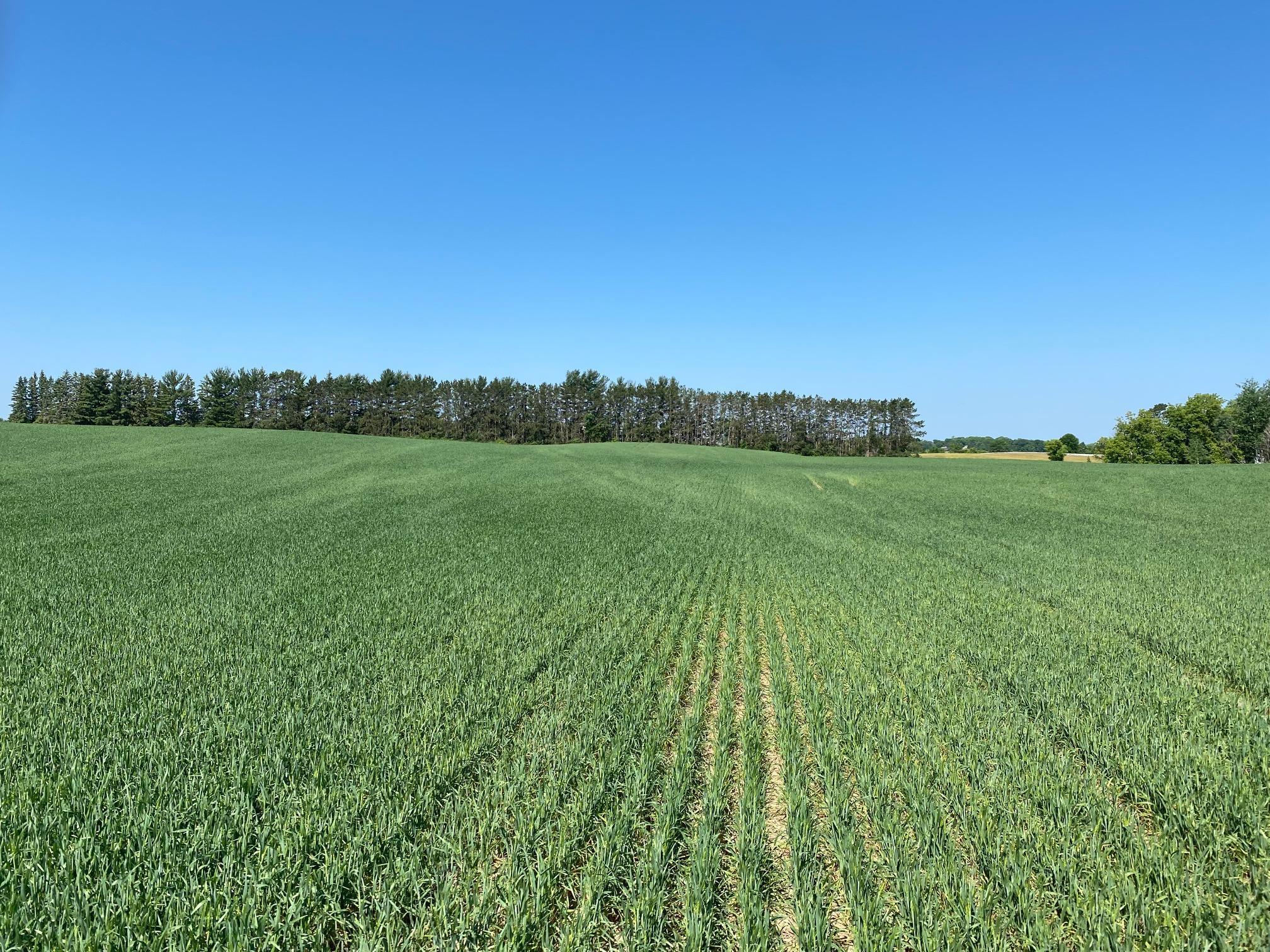 View of Land at 2535 Pioneer Trail, Medina MN 55340, Medina (14 of 16) - Mike Wilen | Minnesota Team Real Estate