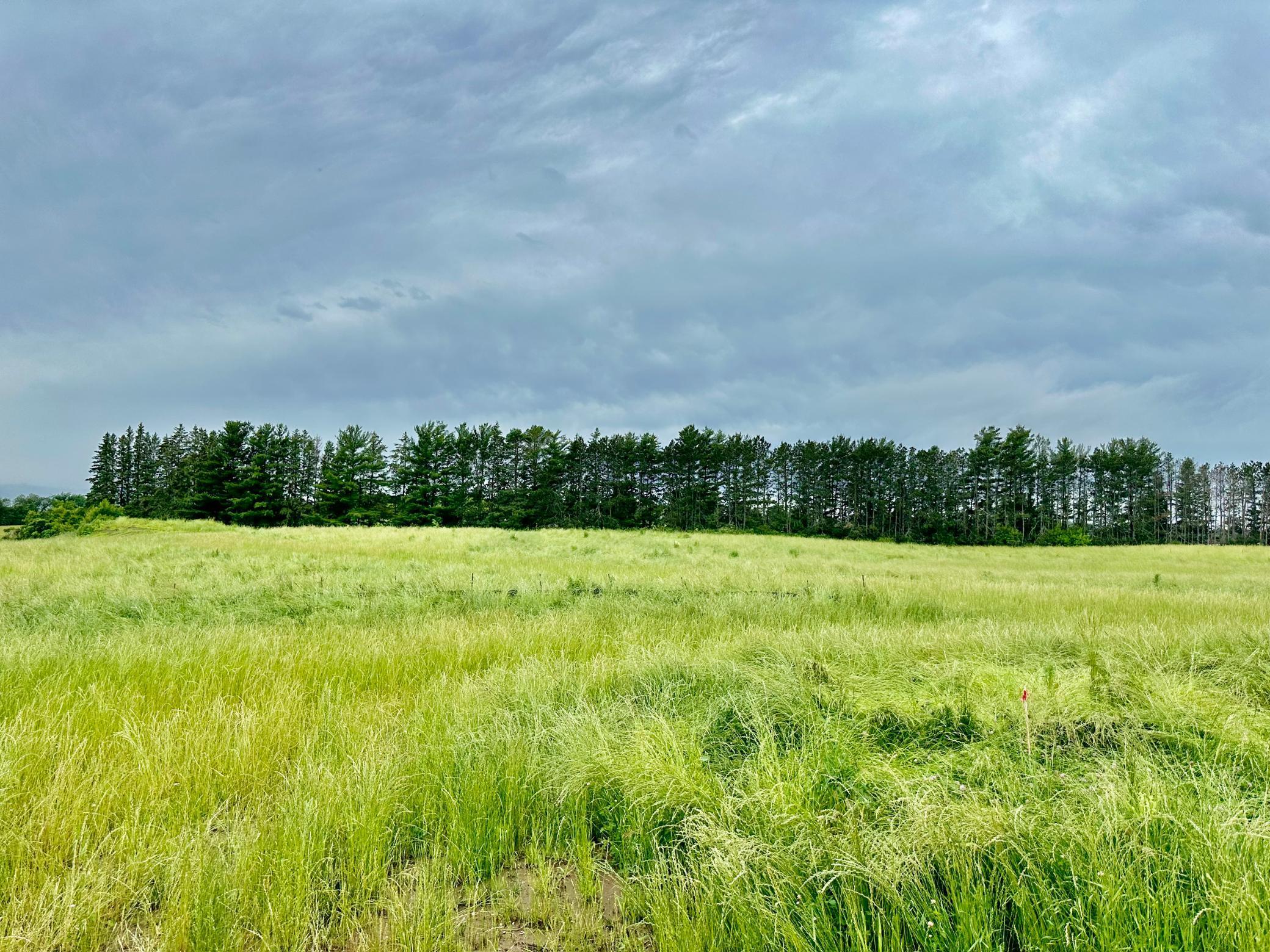 View of Land at 2535 Pioneer Trail, Medina MN 55340, Medina (3 of 16) - Mike Wilen | Minnesota Team Real Estate