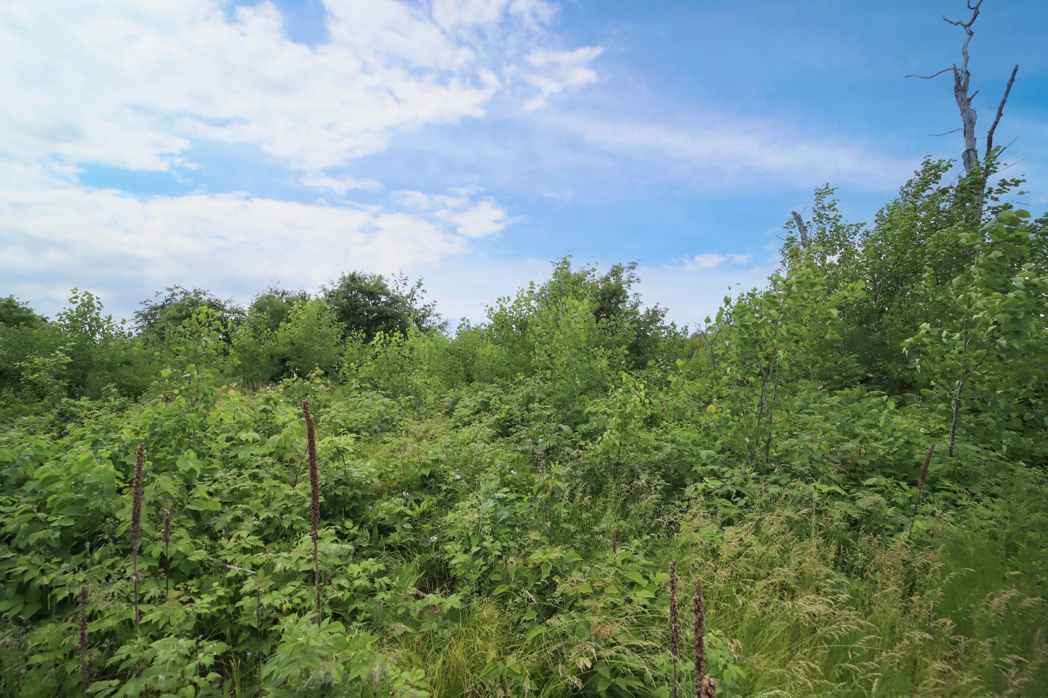 View of Land at 3651 Tradition Drive, Brainerd MN 56401, Brainerd (12 of 19) - Mike Wilen | Minnesota Team Real Estate
