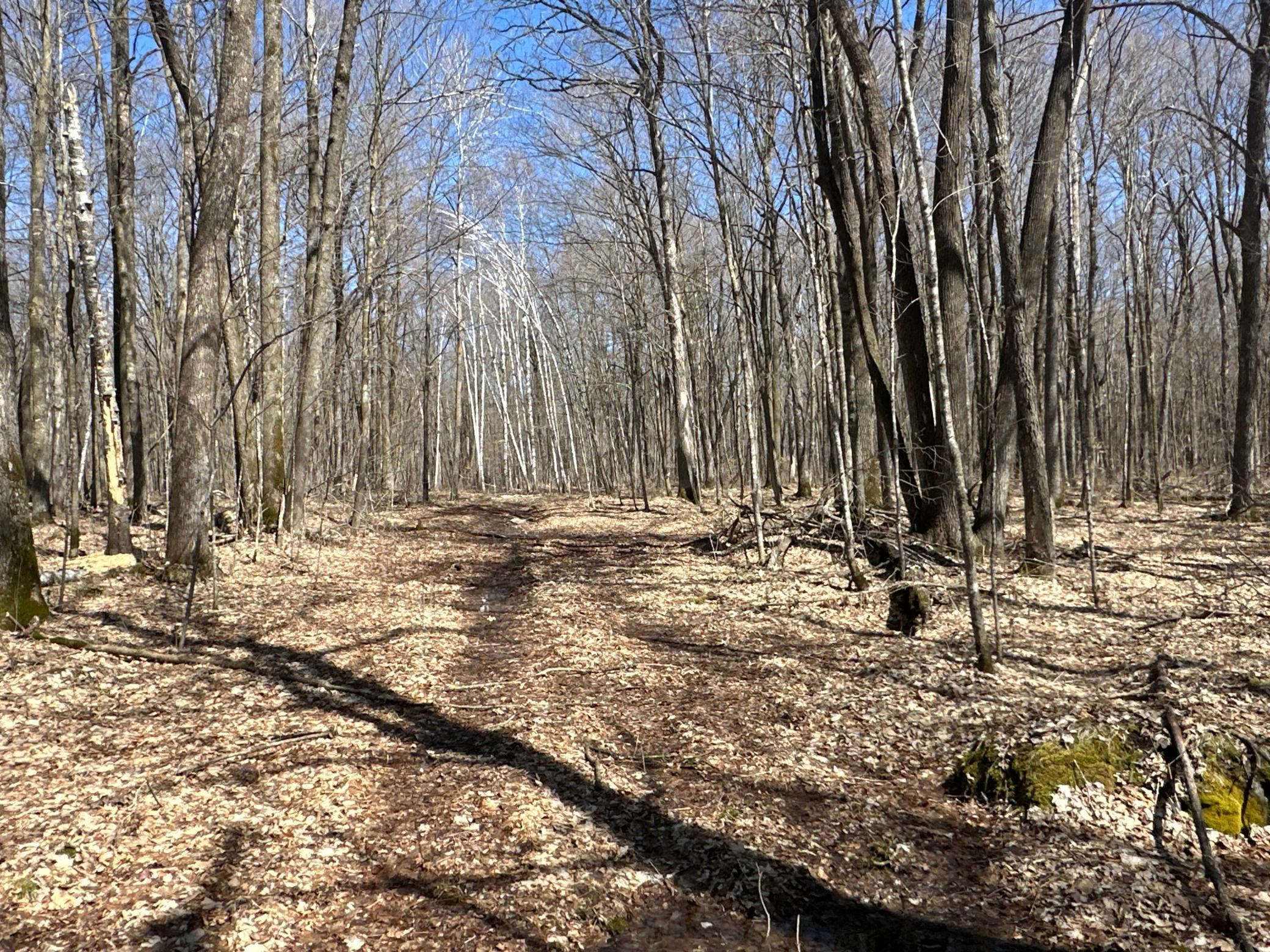 View of Land at XXS Merlin Road, Hillman MN 56338, Hillman - Mike Wilen | Minnesota Team Real Estate