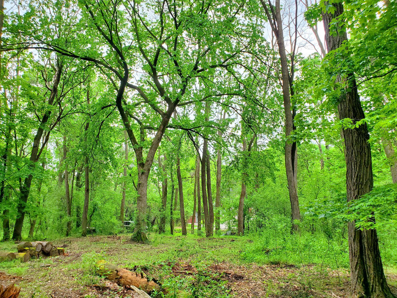 View of Land at XXX lot 2 Chestnut, Marine On Saint Croix MN 55047, Marine On Saint Croix - Mike Wilen | Minnesota Team Real Estate