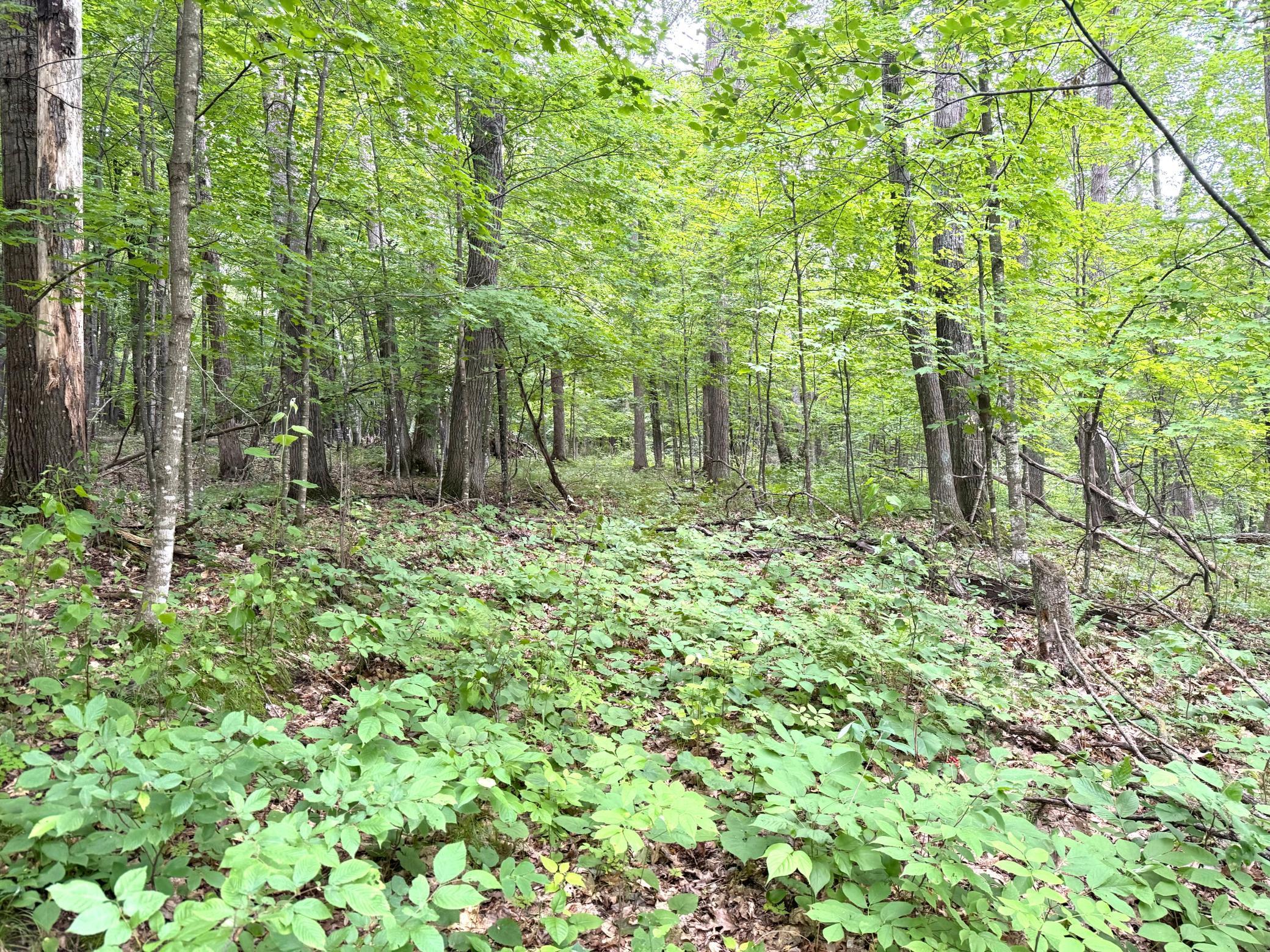 View of Land at TBD-80AC Vineland RD, Onamia MN 56359, Onamia - Mike Wilen | Minnesota Team Real Estate