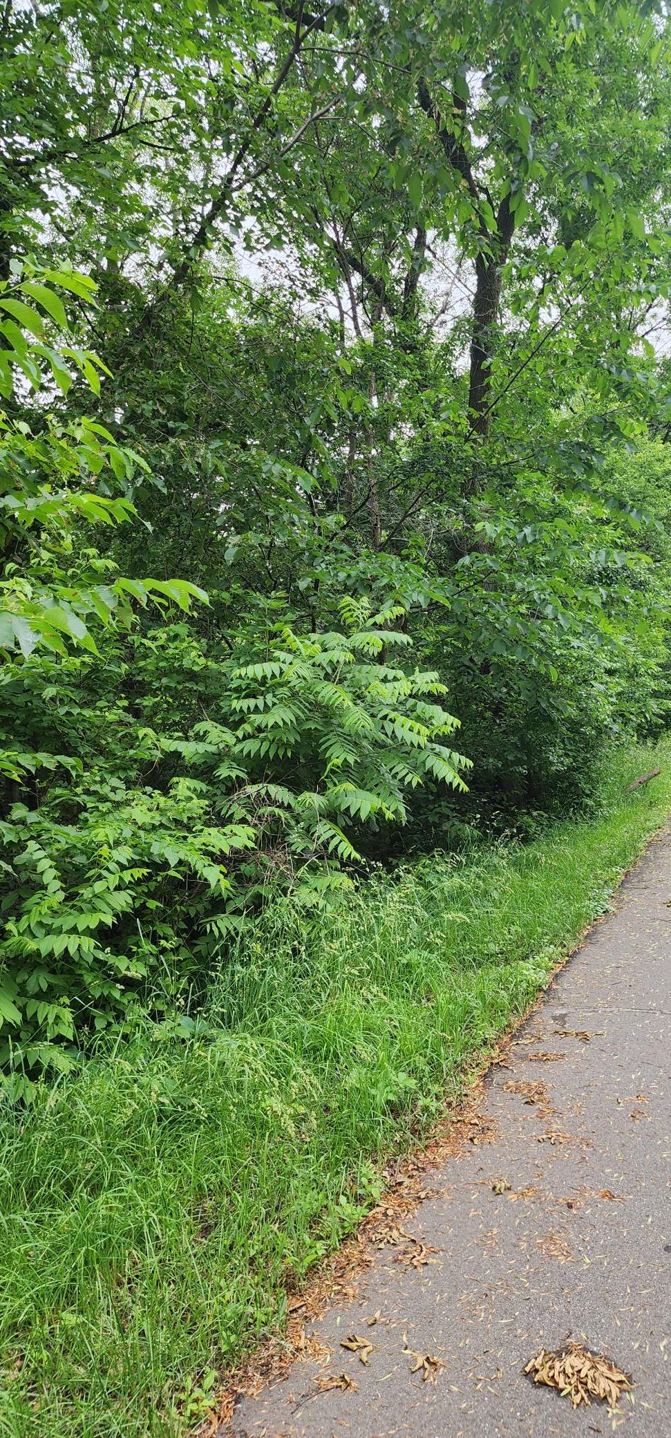 View of Land at XXX Waco St, Elk River MN 55330, Elk River - Mike Wilen | Minnesota Team Real Estate