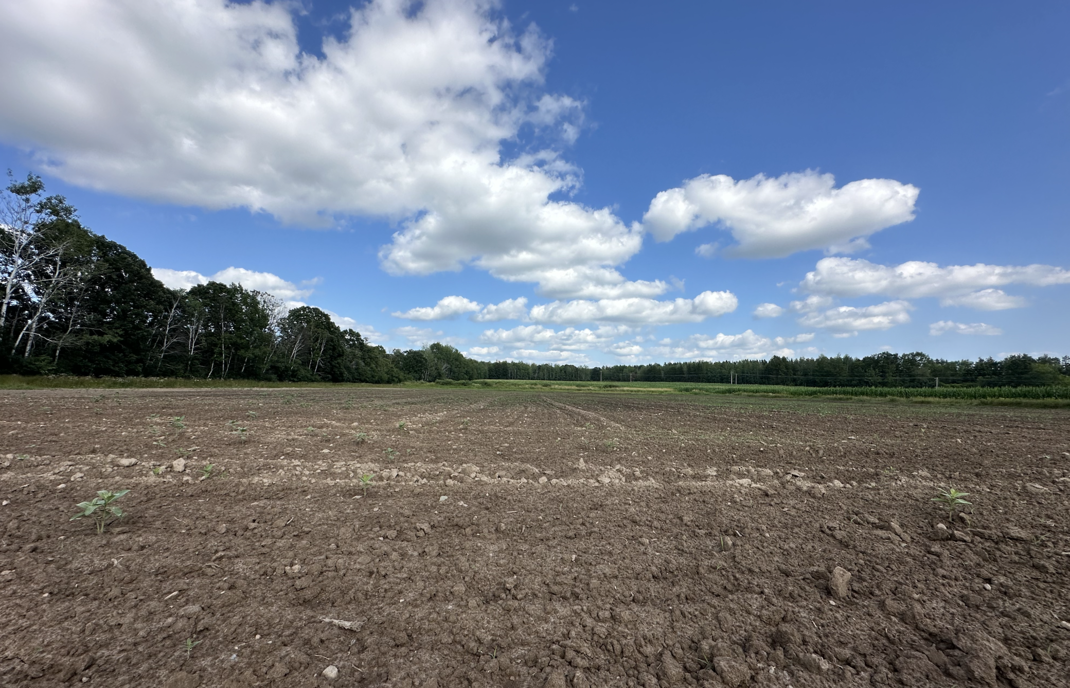 View of Land at 16XXX 65th Avenue, Milaca MN 56353, Milaca - Mike Wilen | Minnesota Team Real Estate