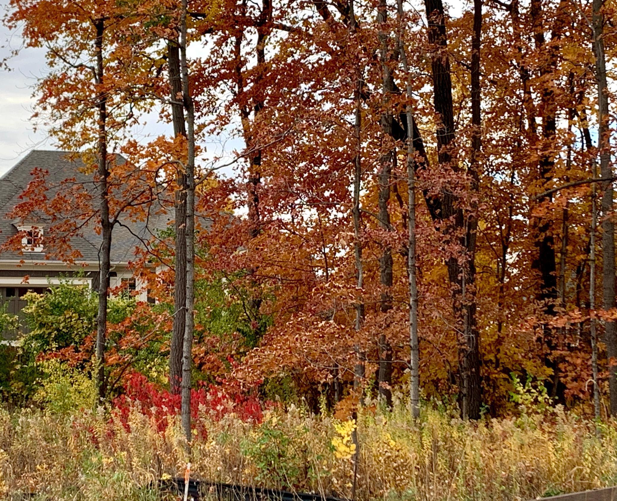 View of Land at 701 Shawnee Woods Road, Medina - Mike Wilen | Minnesota Team Real Estate