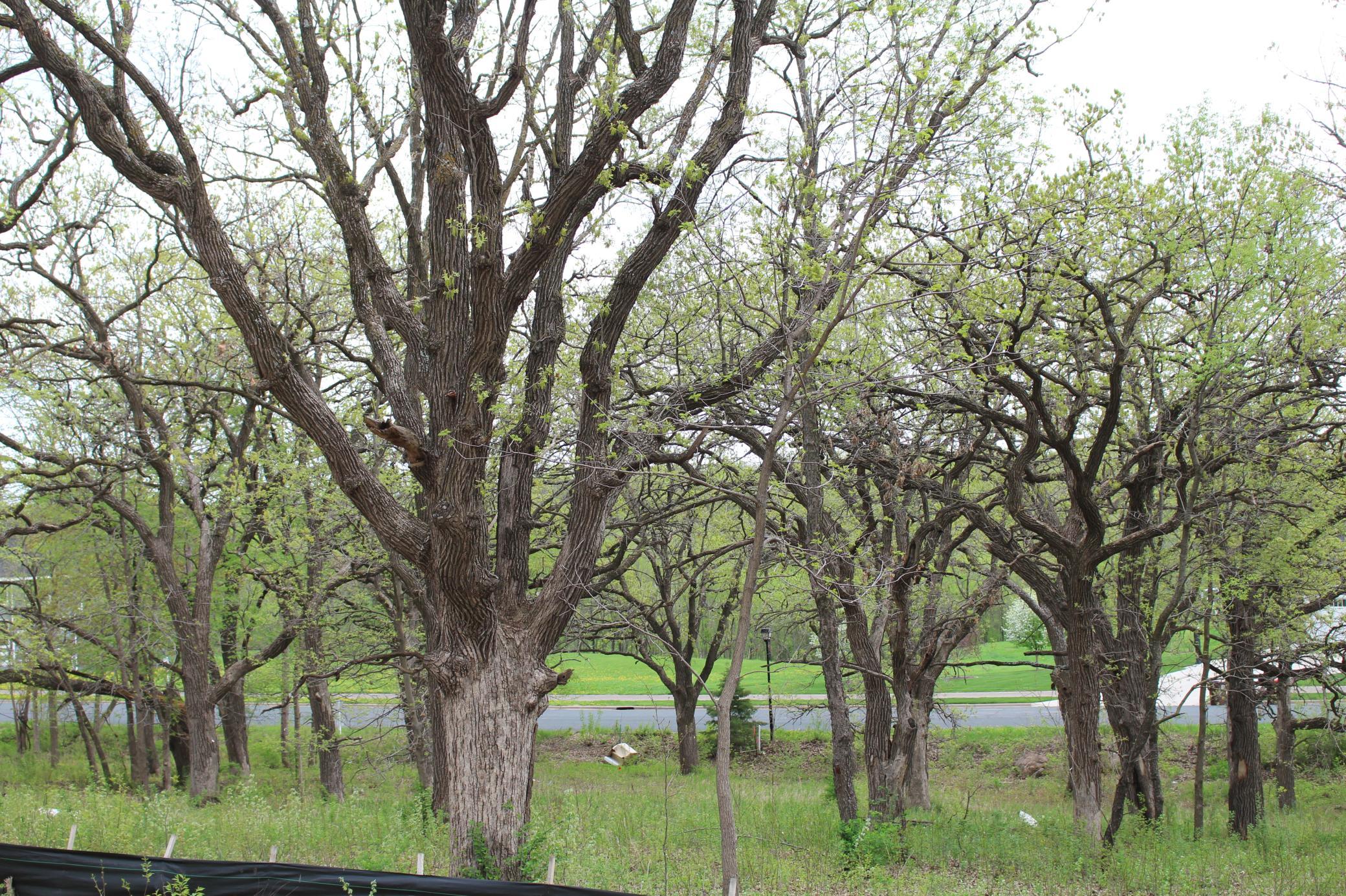 View of Land at 1730 River Shore Drive, Hastings MN 55033, Hastings (11 of 16) - Mike Wilen | Minnesota Team Real Estate