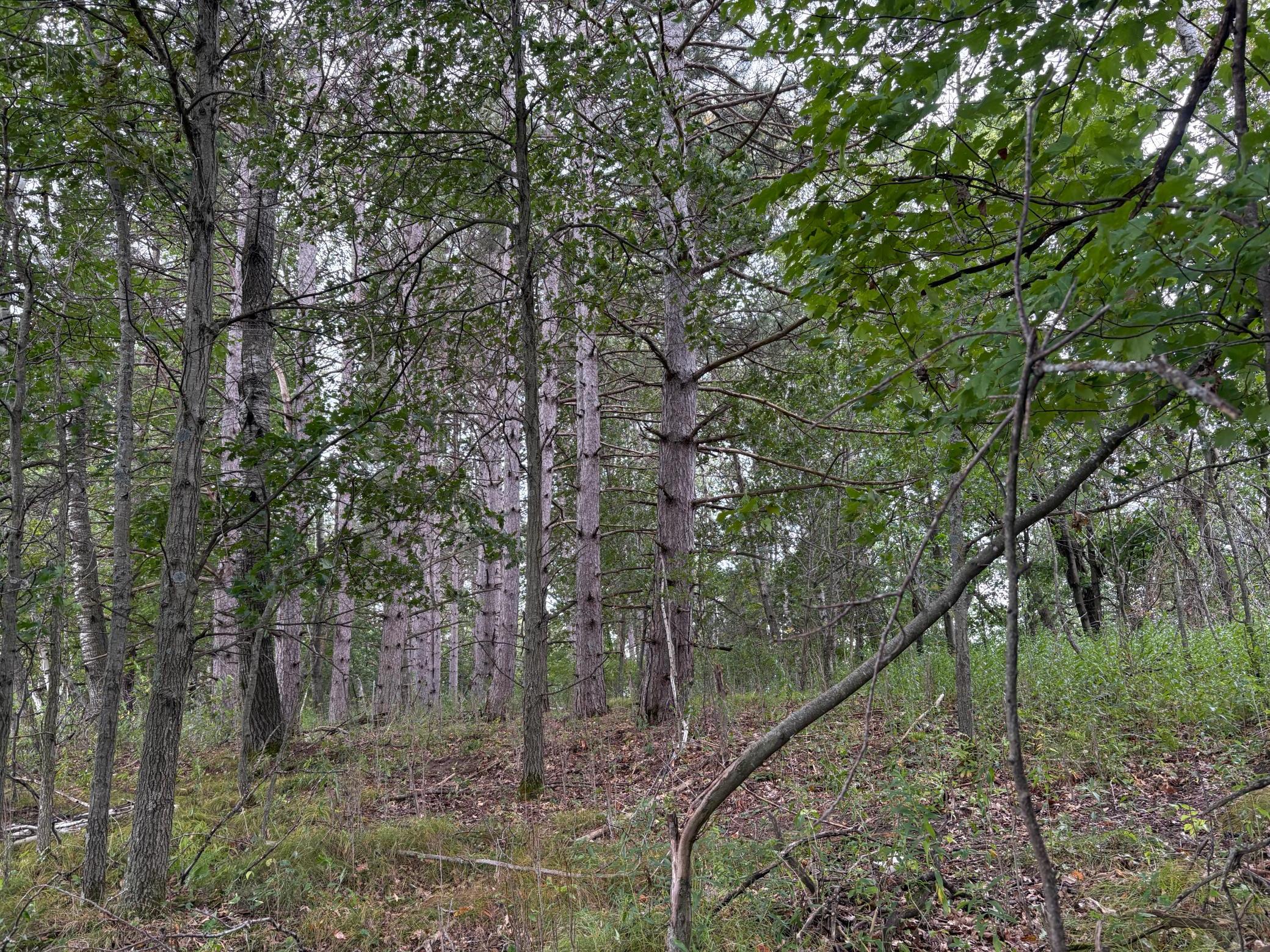 View of Land at Lot 2 Lever Street, Isanti MN 55040, Isanti - Mike Wilen | Minnesota Team Real Estate