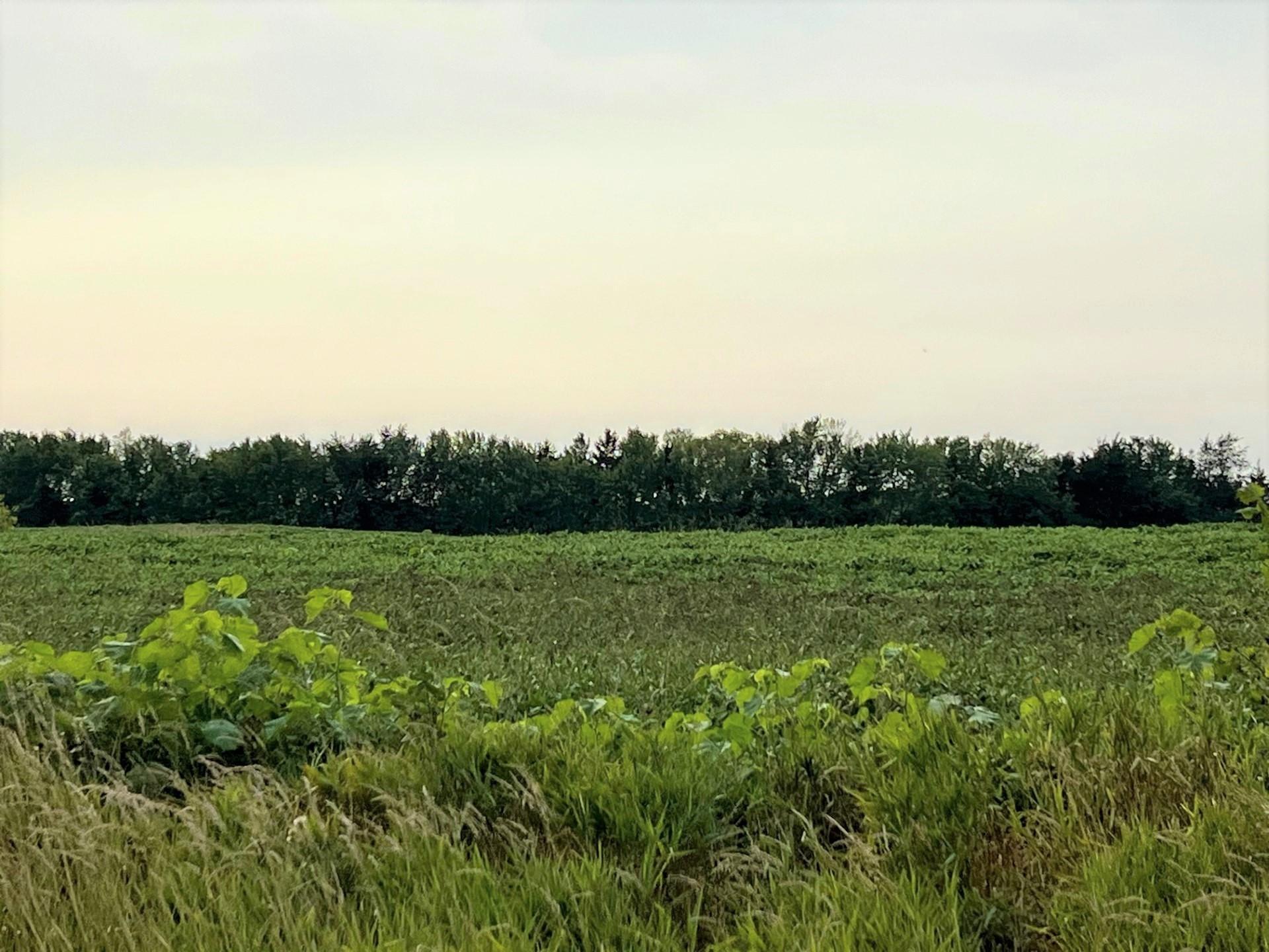 View of Land at XXXXX Jeffrey Ave N - Parcel B, Hugo MN 55038, Hugo (2 of 5) - Mike Wilen | Minnesota Team Real Estate