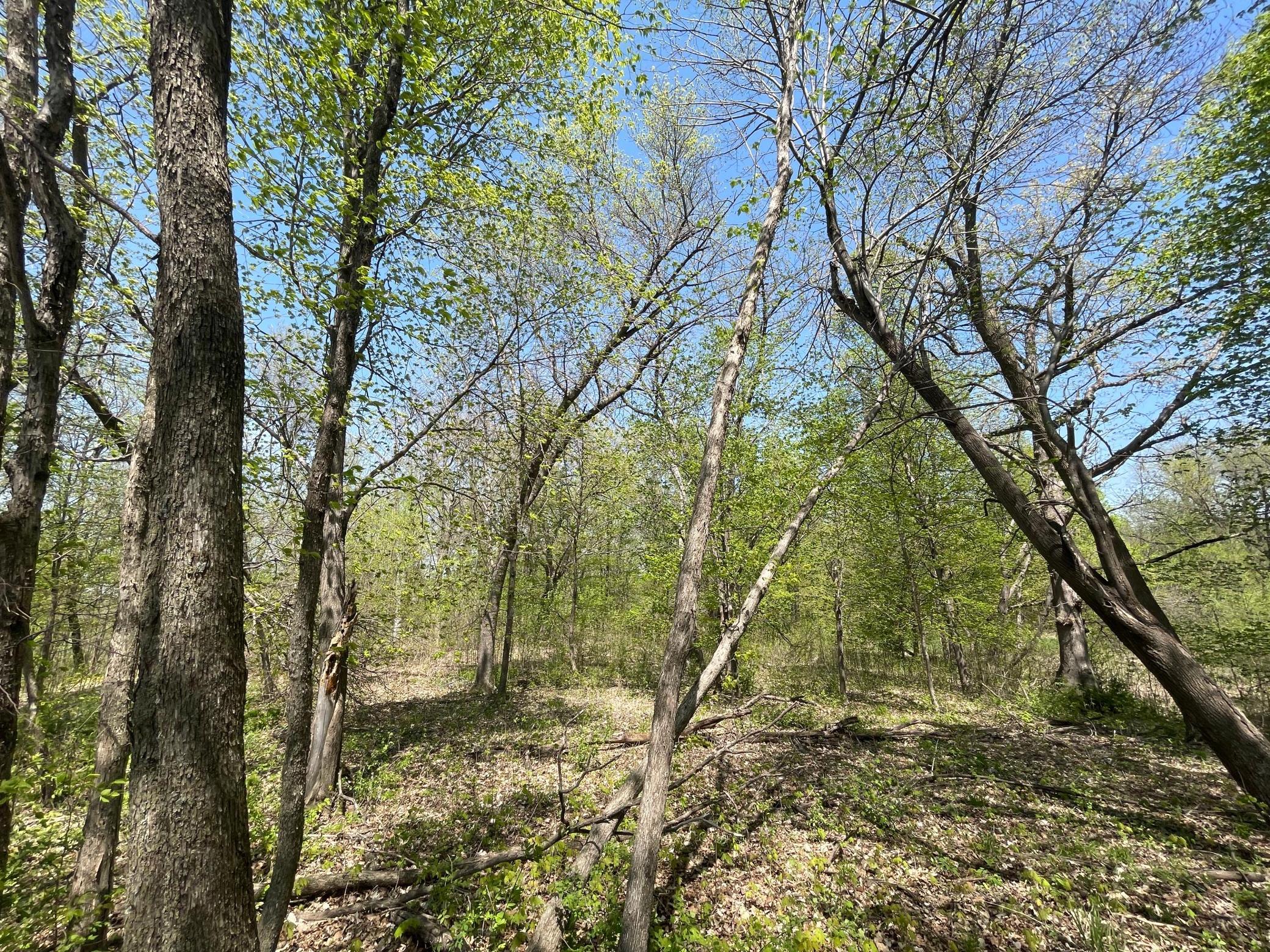 View of Land at 1xx Stark Road, Harris MN 55032, Harris (19 of 21) - Mike Wilen | Minnesota Team Real Estate