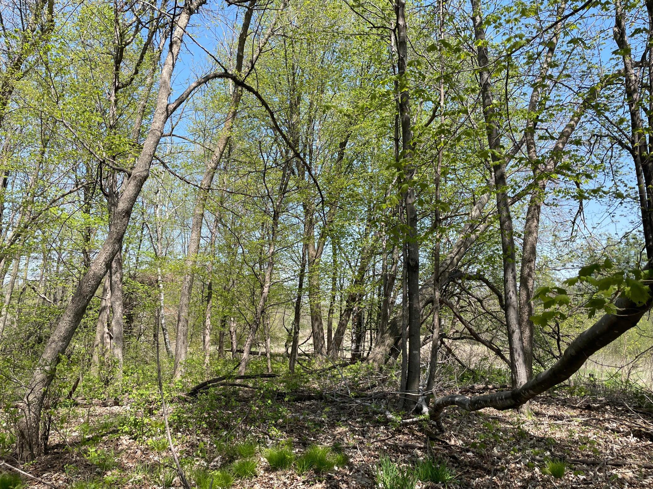 View of Land at 1xx Stark Road, Harris MN 55032, Harris (14 of 21) - Mike Wilen | Minnesota Team Real Estate