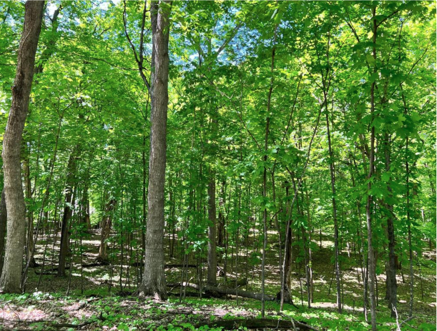 View of Land at 621 Fox Hill Drive, Chanhassen MN 55317, Chanhassen - Mike Wilen | Minnesota Team Real Estate