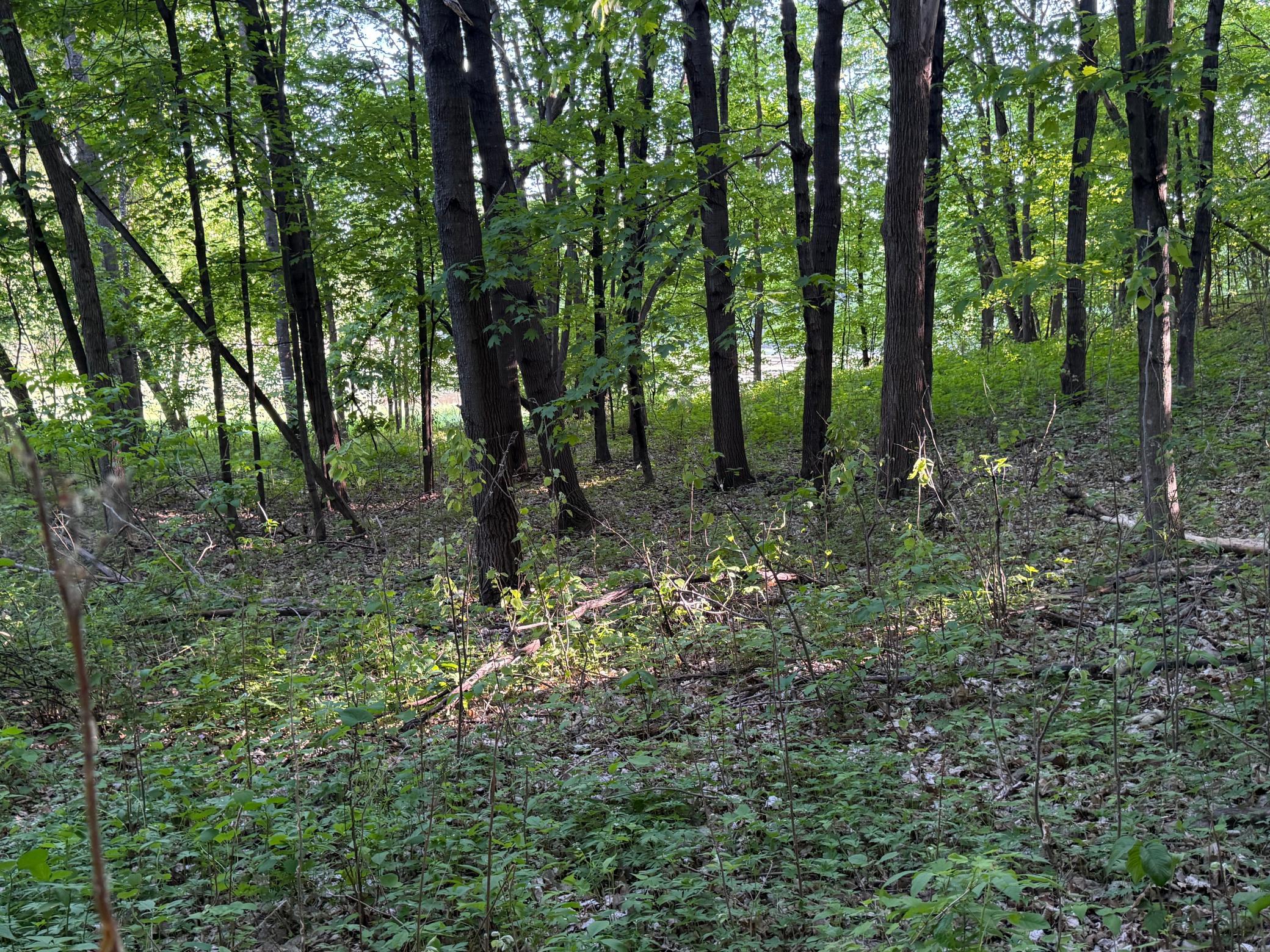 View of Land at xxxx Jalger Avenue, Buffalo MN 55313, Buffalo (5 of 8) - Mike Wilen | Minnesota Team Real Estate