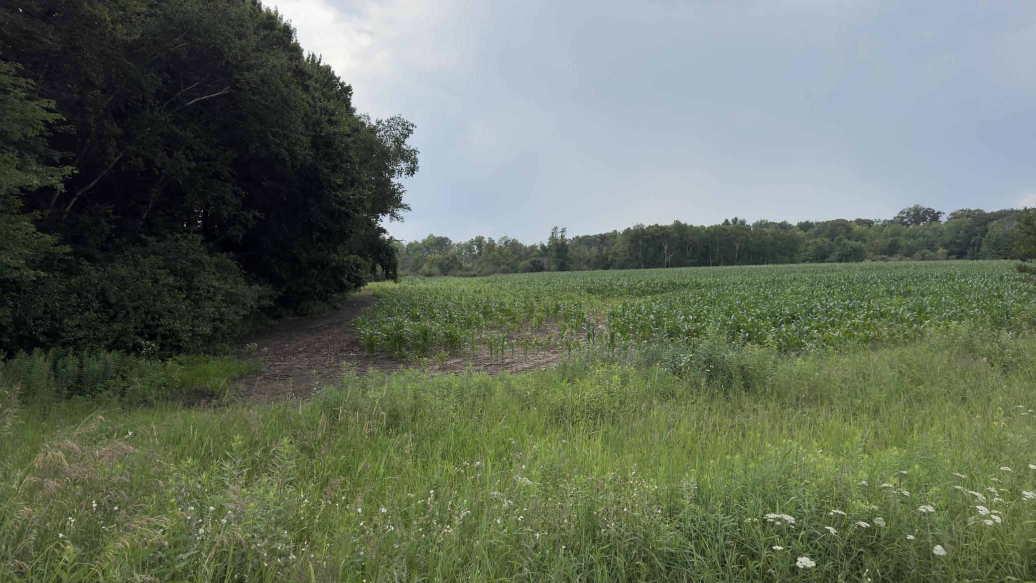 View of Land at xxx Athens, Stacy MN 55079, Stacy - Mike Wilen | Minnesota Team Real Estate