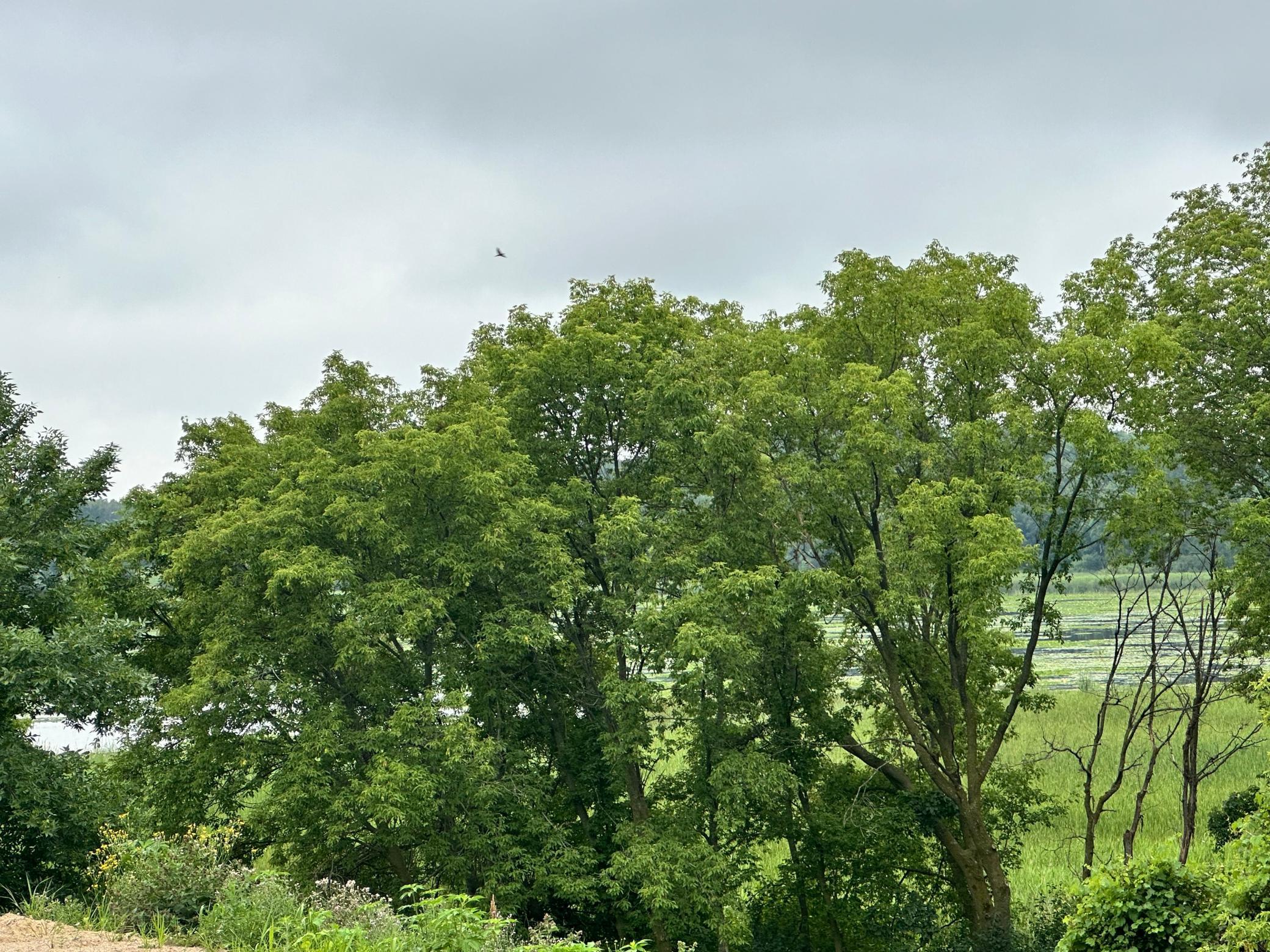 View of Land at TBD County Road 43, Chaska MN 55318, Chaska - Mike Wilen | Minnesota Team Real Estate