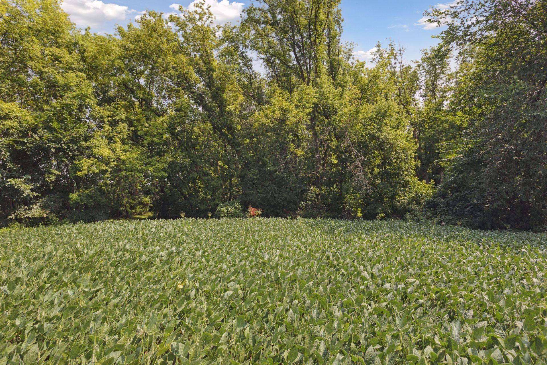 View of Land at 24x1 Holy Name Drive, Medina MN 55340, Medina (8 of 18) - Mike Wilen | Minnesota Team Real Estate
