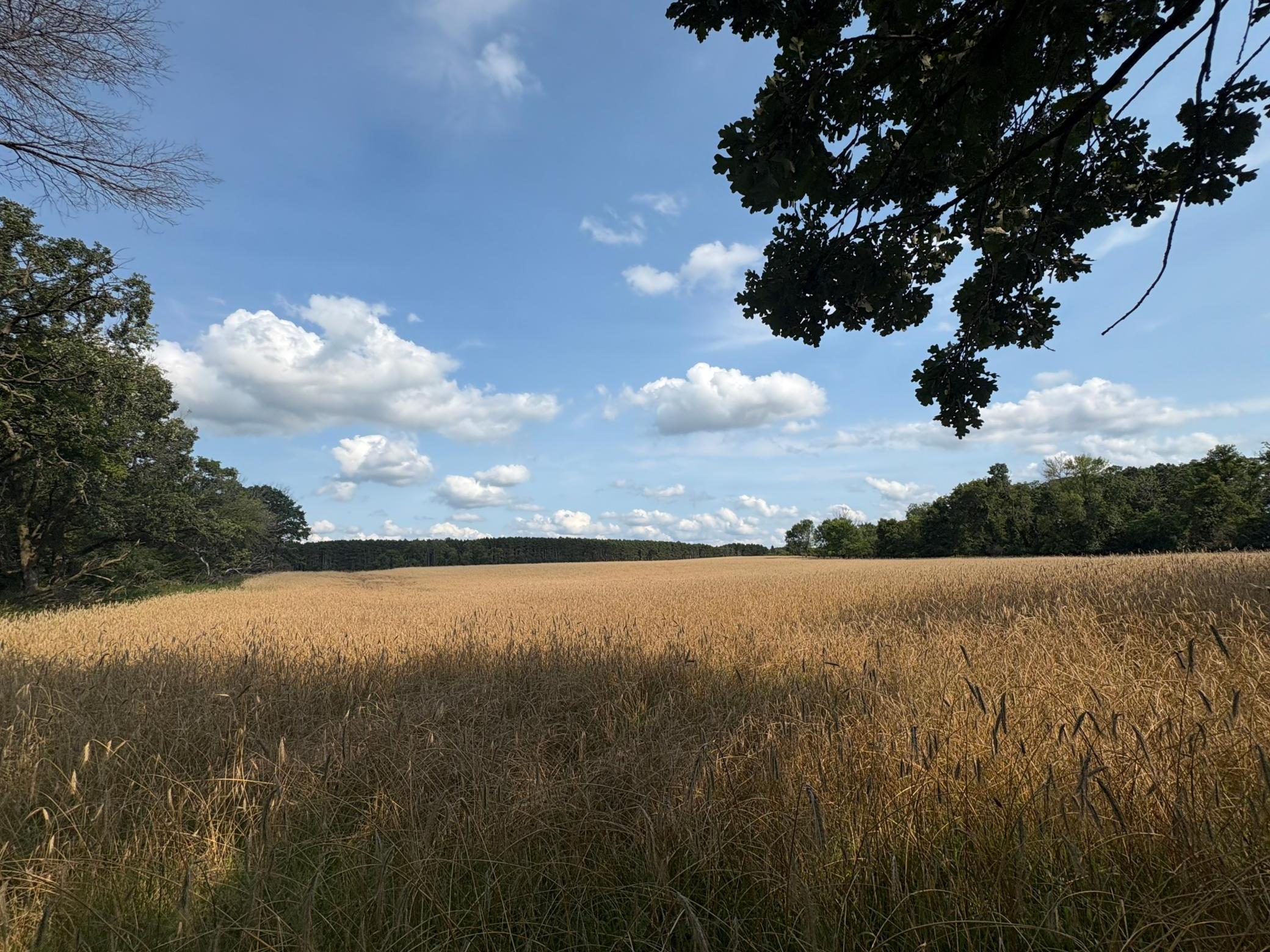 View of Land at TBD Strike Boulevard, Isanti MN 55040, Isanti - Mike Wilen | Minnesota Team Real Estate