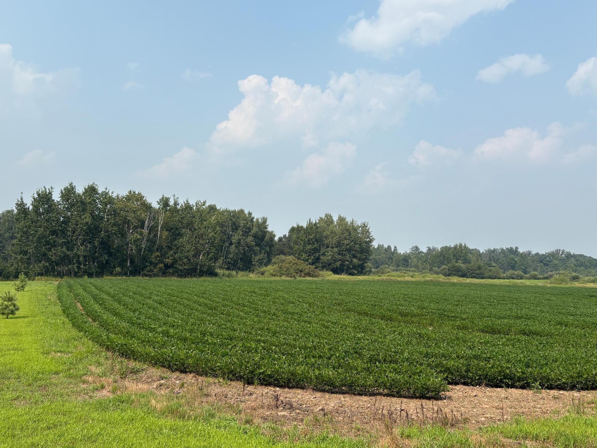 View of Land at 304xx Jodrell Street, Cambridge MN 55008, Cambridge - Mike Wilen | Minnesota Team Real Estate