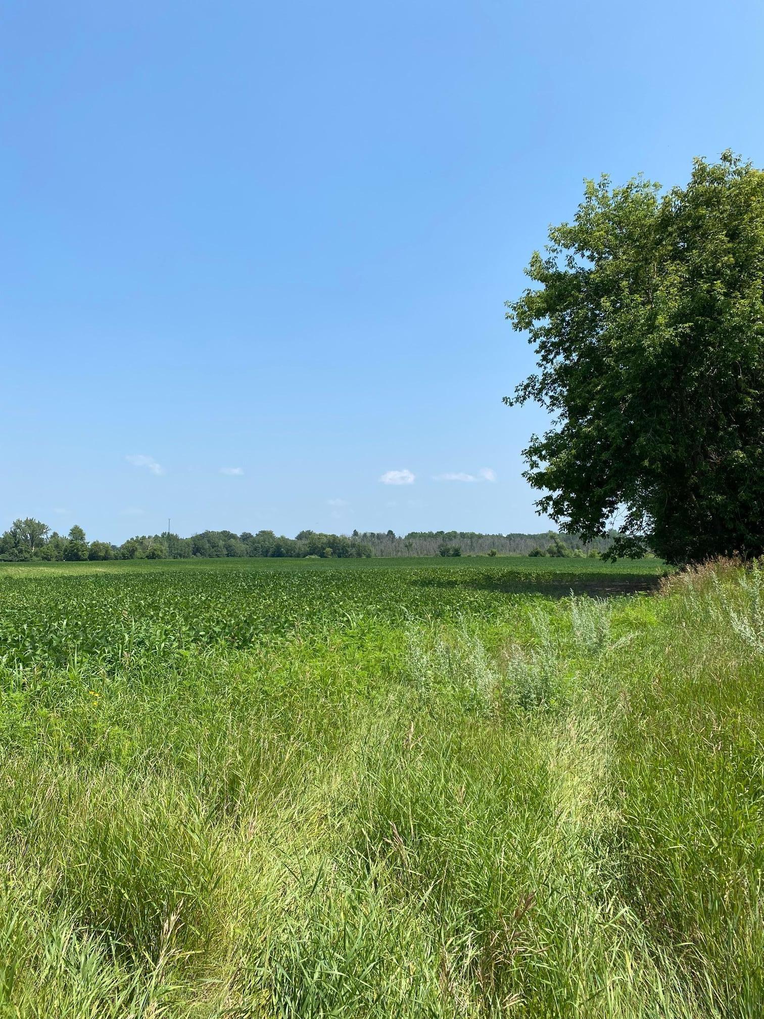 View of Land at TBD HWY 65, Braham MN 55006, Braham - Mike Wilen | Minnesota Team Real Estate