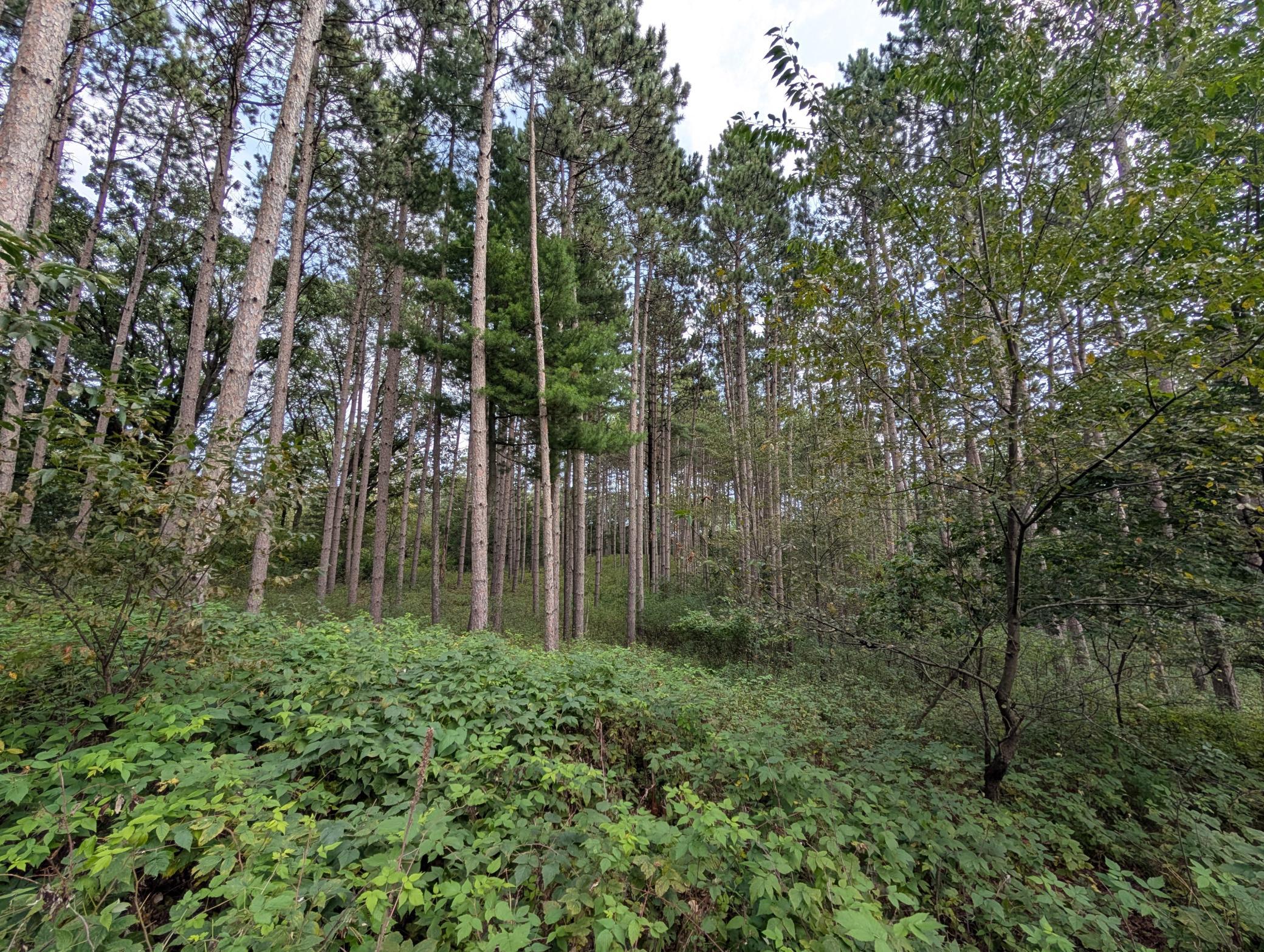 View of Land at 21628 Joplin Street, Elk River MN 55330, Elk River (24 of 28) - Mike Wilen | Minnesota Team Real Estate