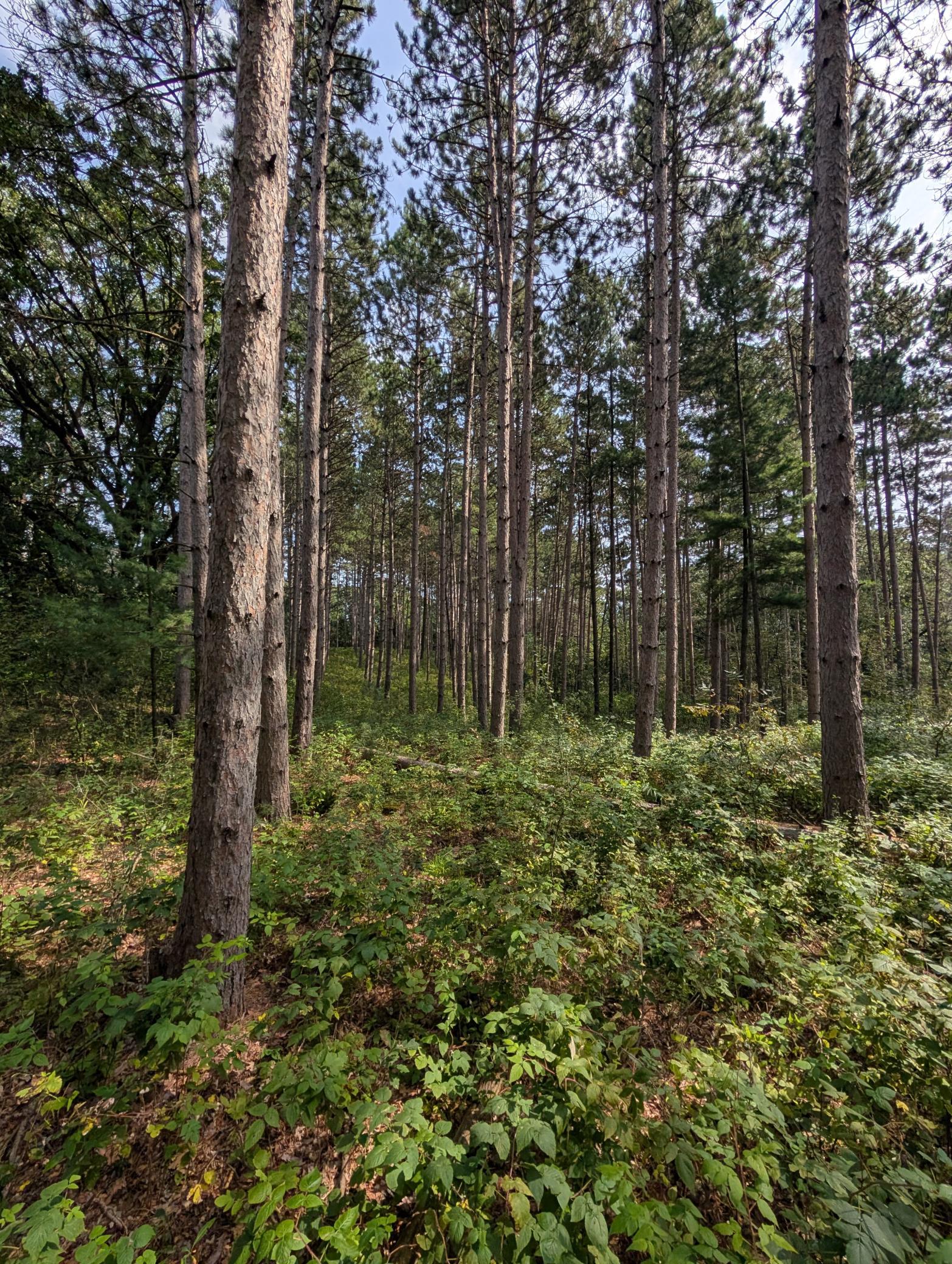 View of Land at 21628 Joplin Street, Elk River MN 55330, Elk River (23 of 28) - Mike Wilen | Minnesota Team Real Estate