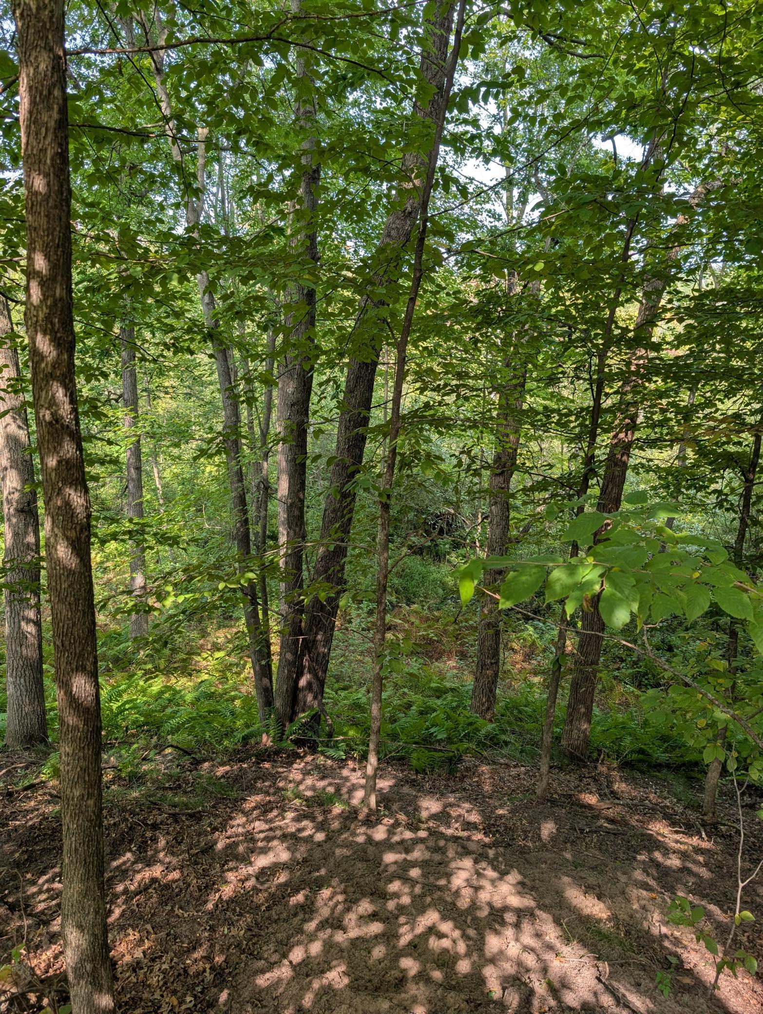 View of Land at 21628 Joplin Street, Elk River MN 55330, Elk River (14 of 28) - Mike Wilen | Minnesota Team Real Estate