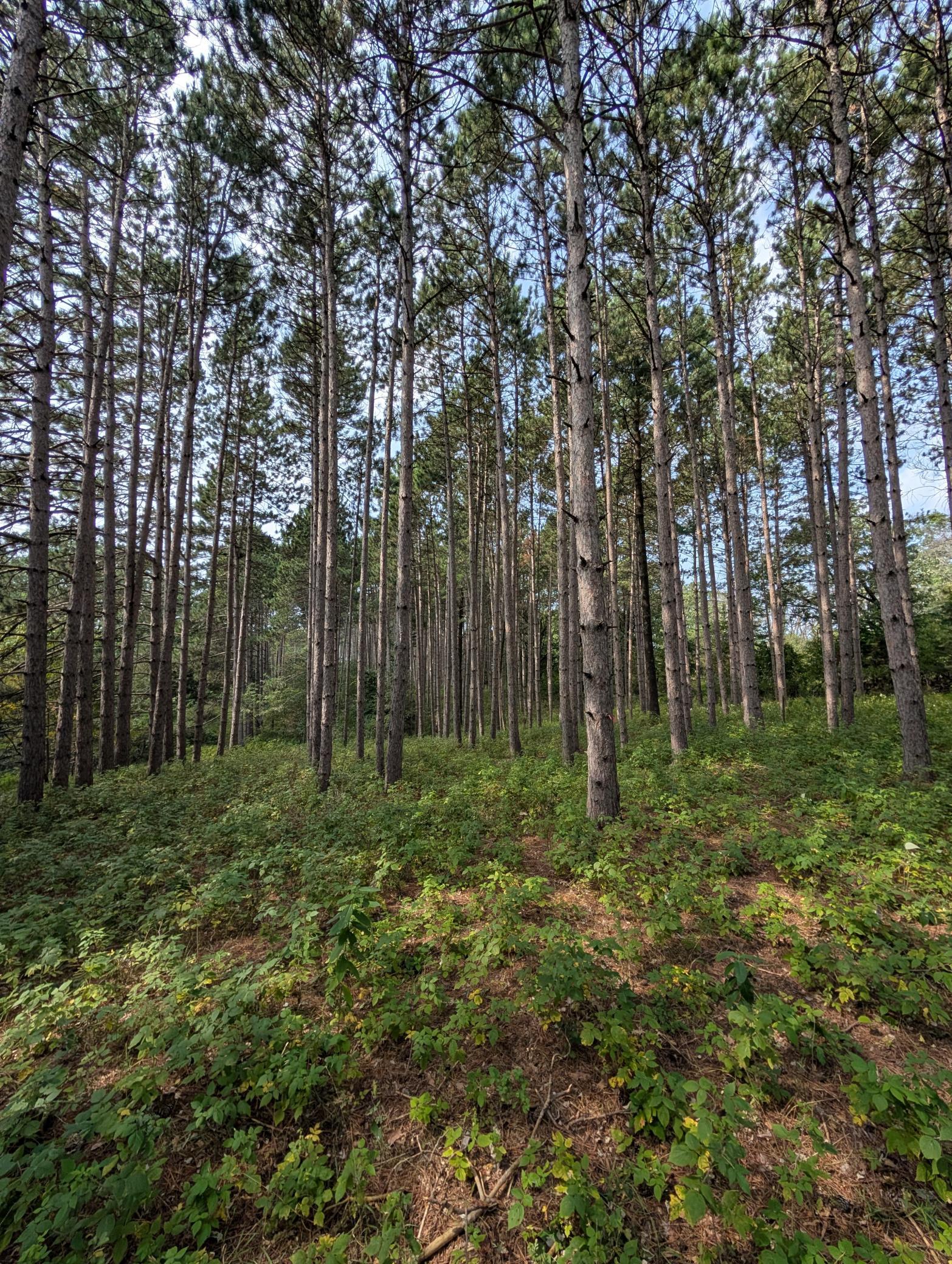View of Land at 21628 Joplin Street, Elk River MN 55330, Elk River (8 of 28) - Mike Wilen | Minnesota Team Real Estate