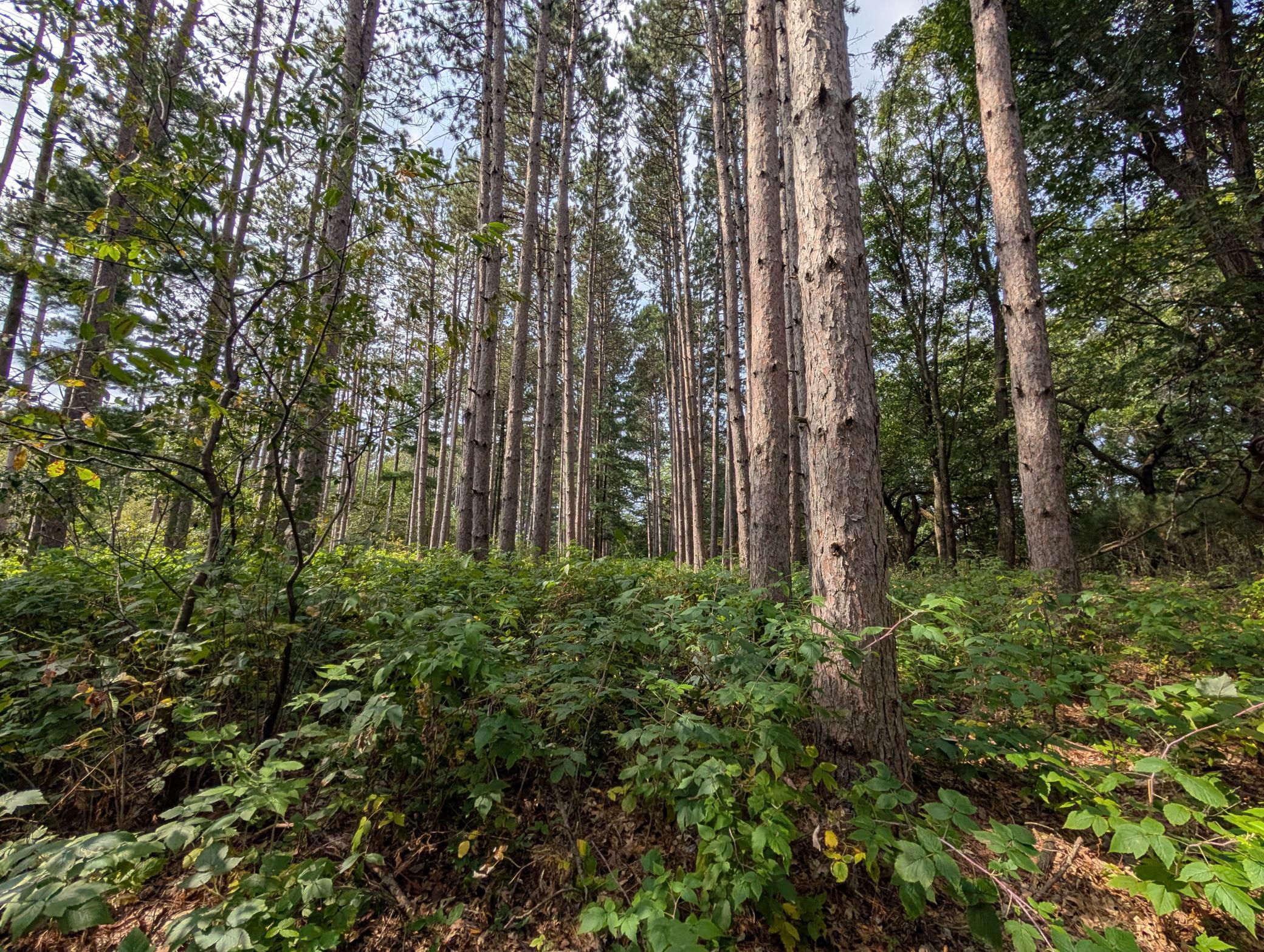 View of Land at 21553 Joplin Street, Elk River MN 55330, Elk River (25 of 27) - Mike Wilen | Minnesota Team Real Estate